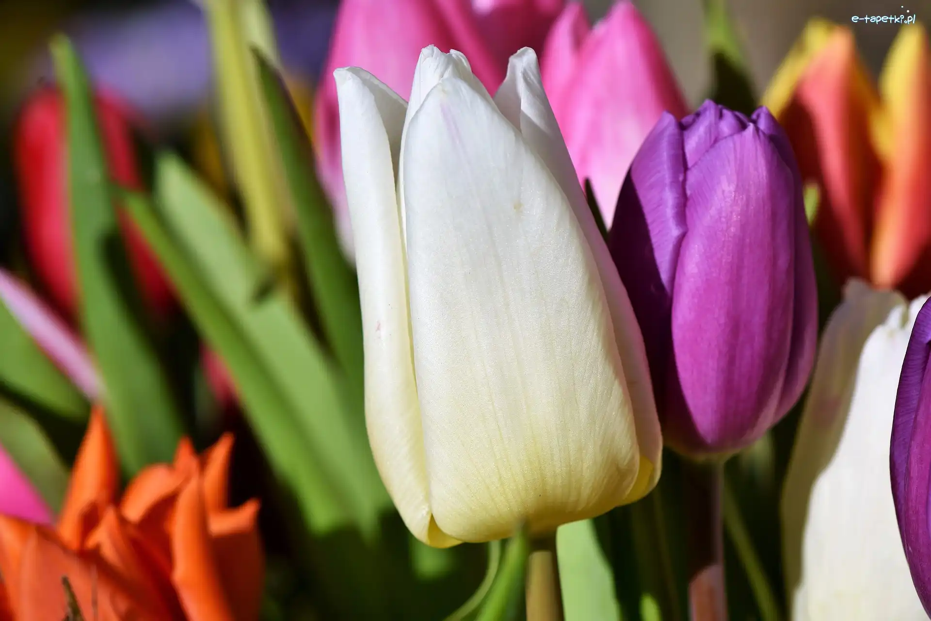 Kolorowe, Zbliżenie, Tulipany, Kwiaty