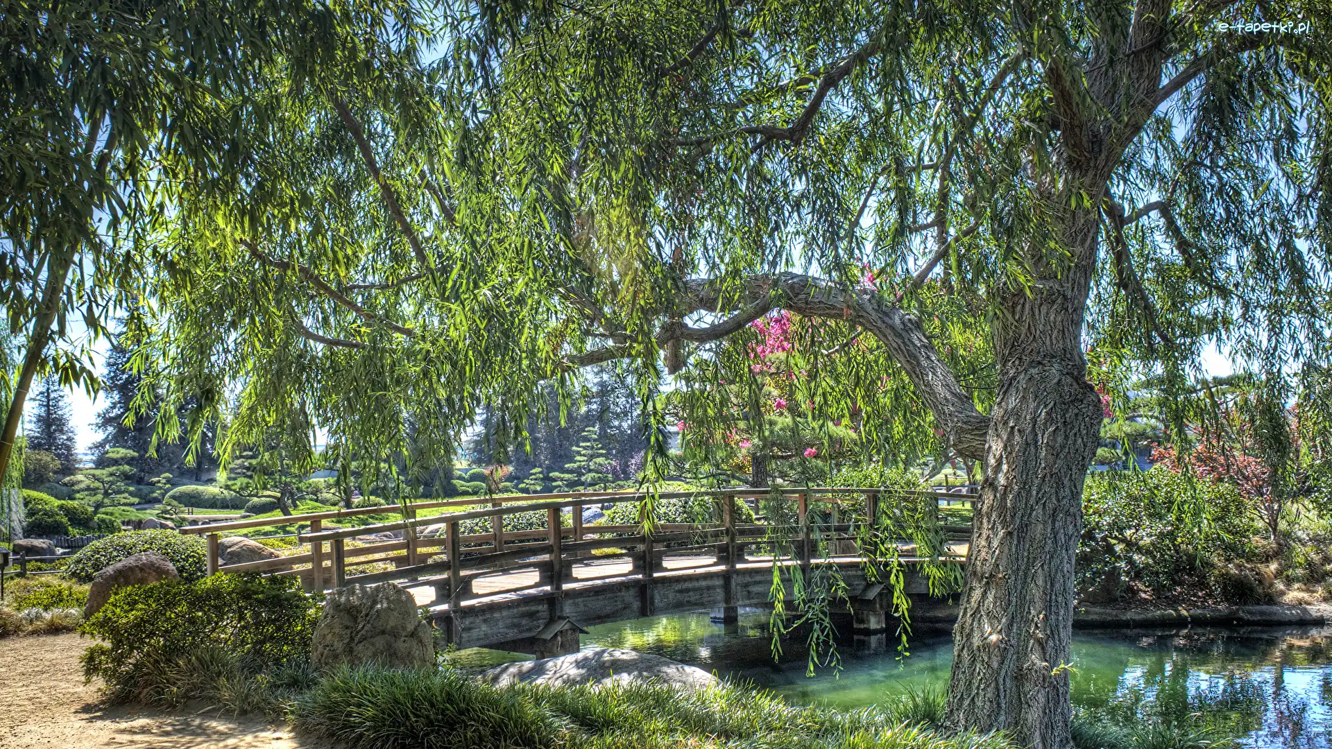 Kwiaty, Most, Krzewy, Drzewa, Staw, Park