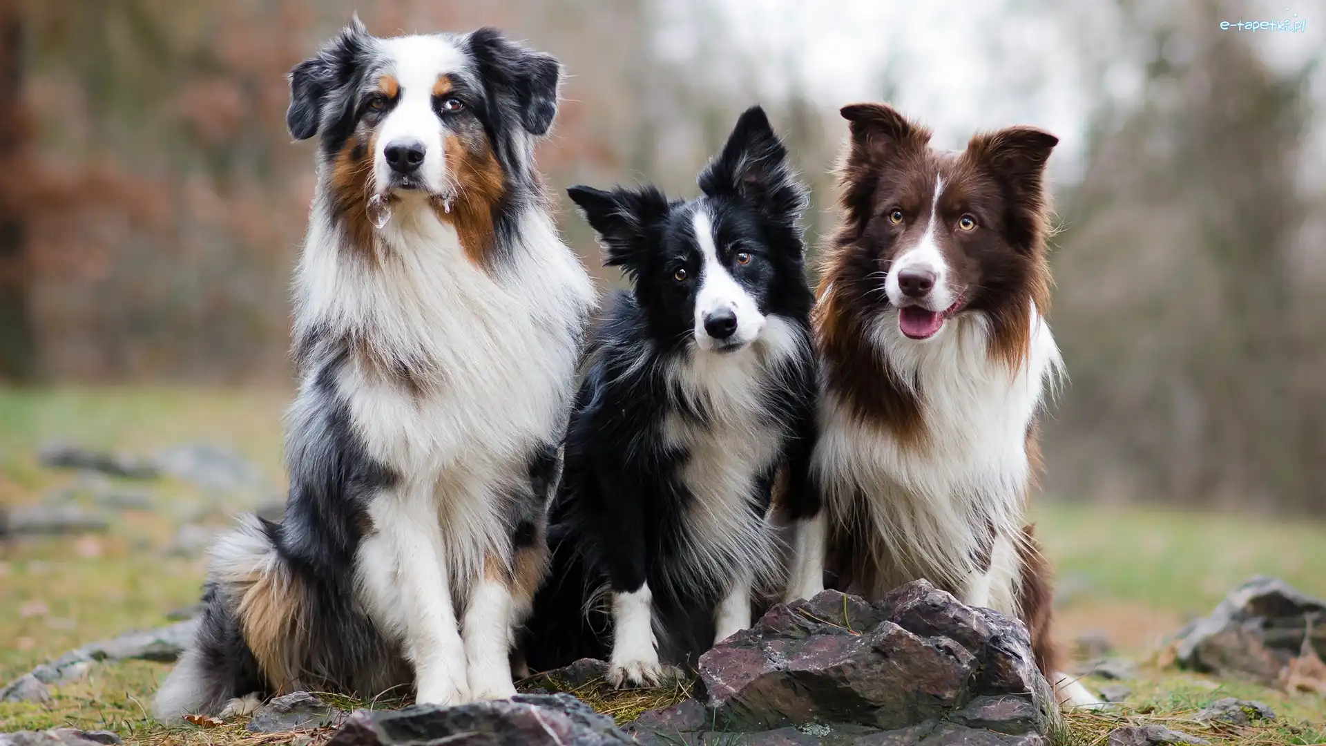 Trzy, Owczarek australijski, Psy, Kamienie, Border collie
