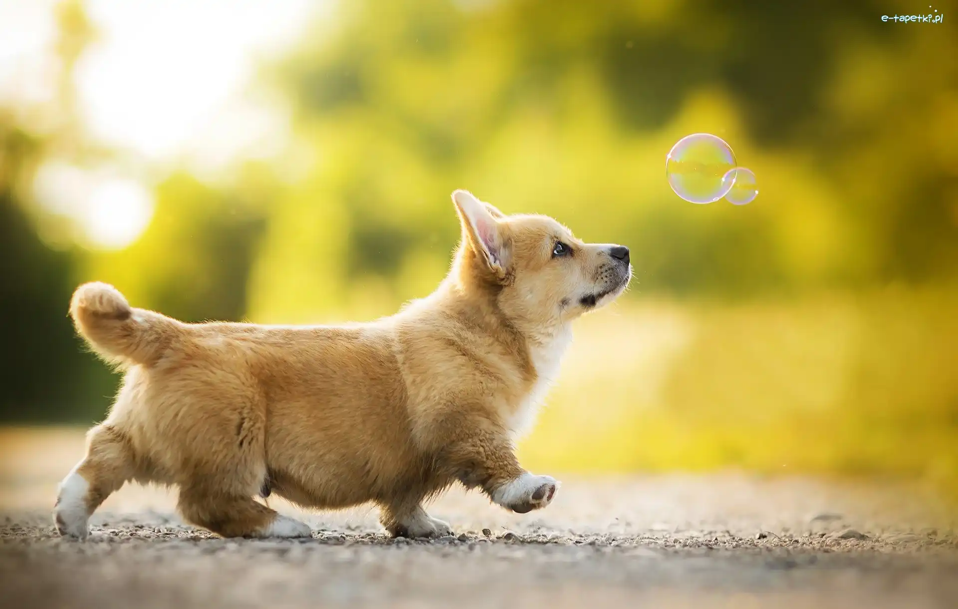 Bańki mydlane, Welsh corgi pembroke, Pies