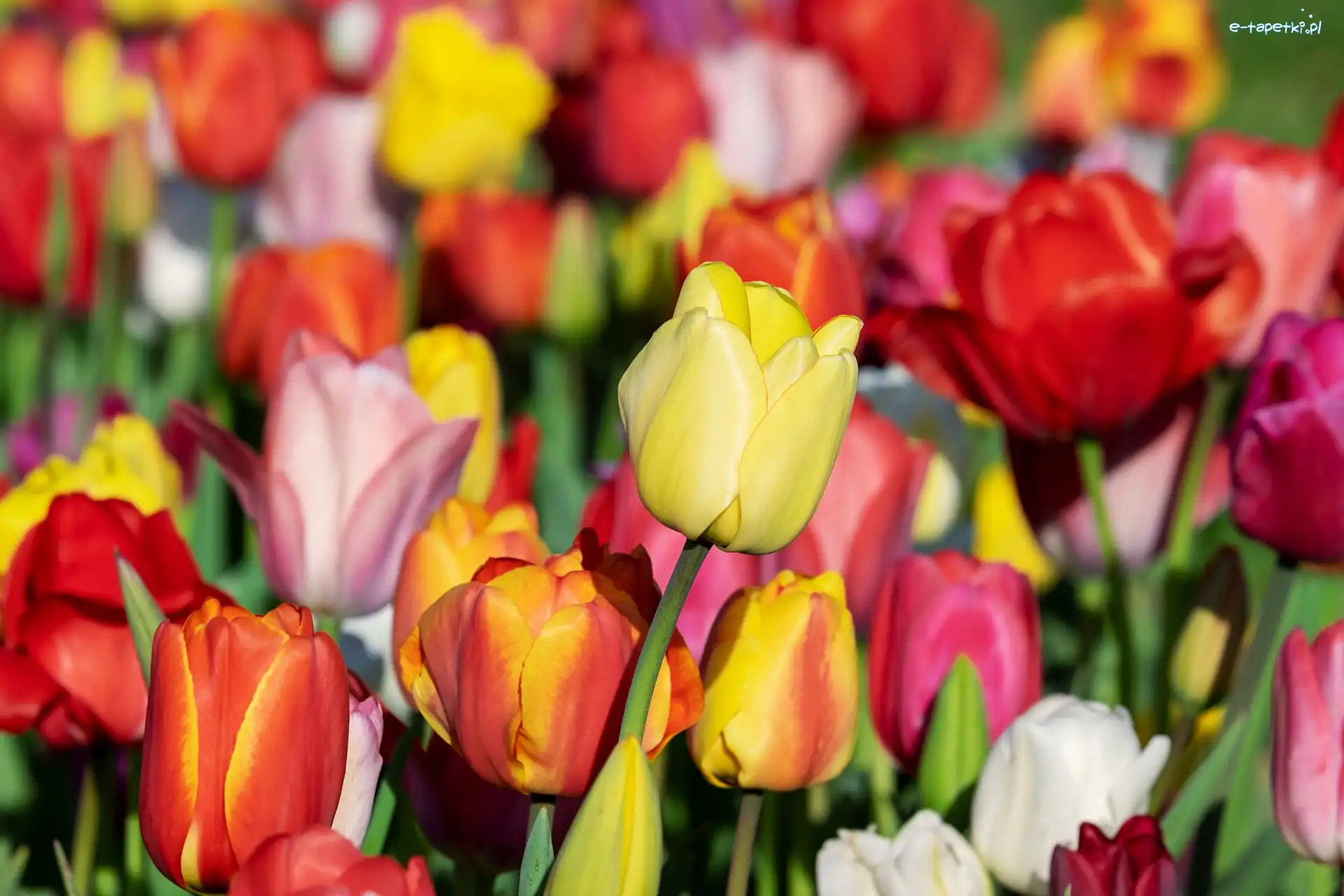 Tulipany, Rozmyte tło, Zbliżenie, Kwiaty