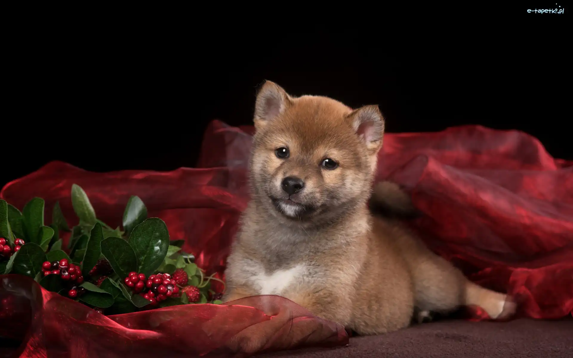 Pies, Szczeniak, Shiba inu, Jagody, Czerwone