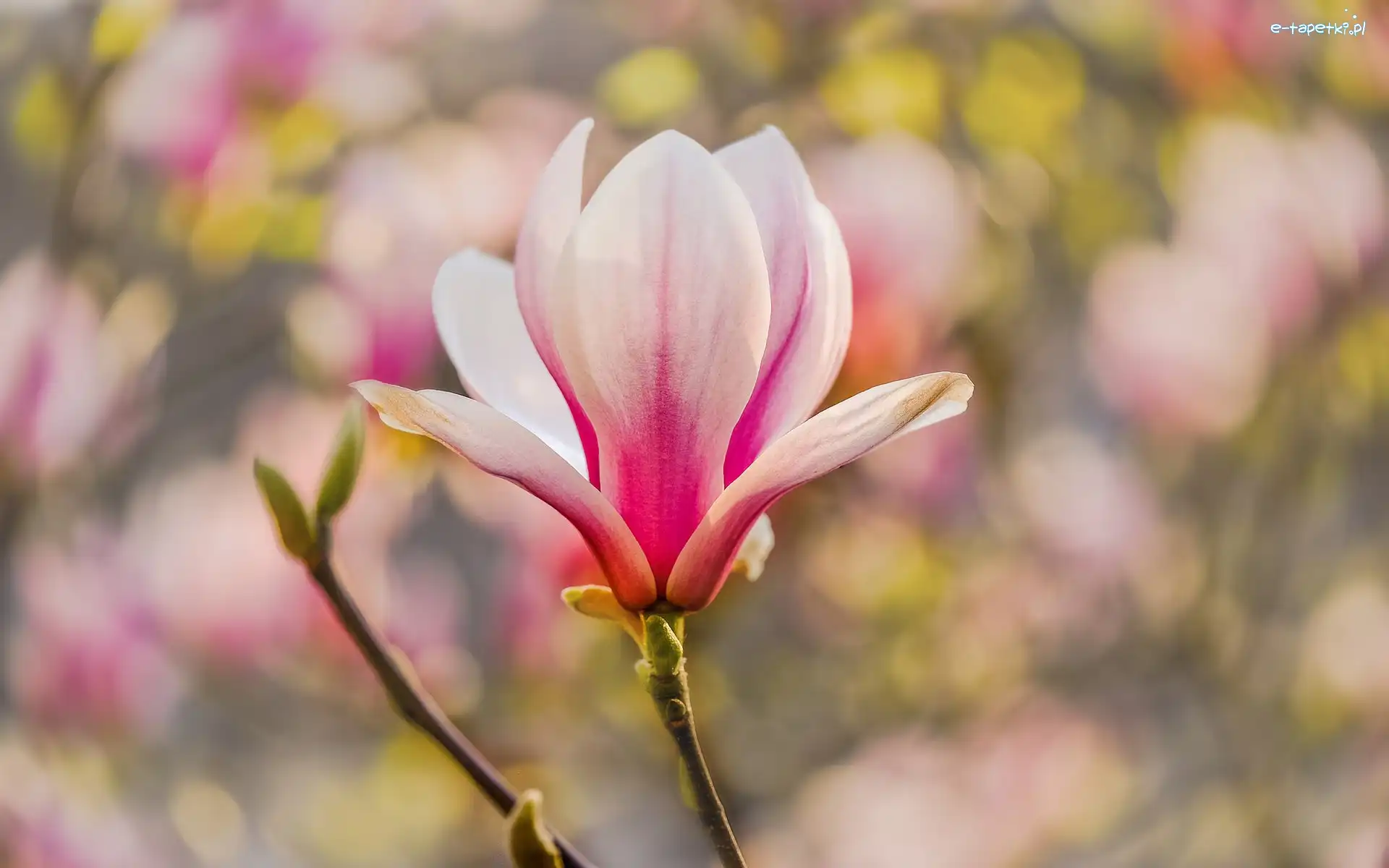 Kwiat, Magnolia, Bladoróżowy, Gałązka