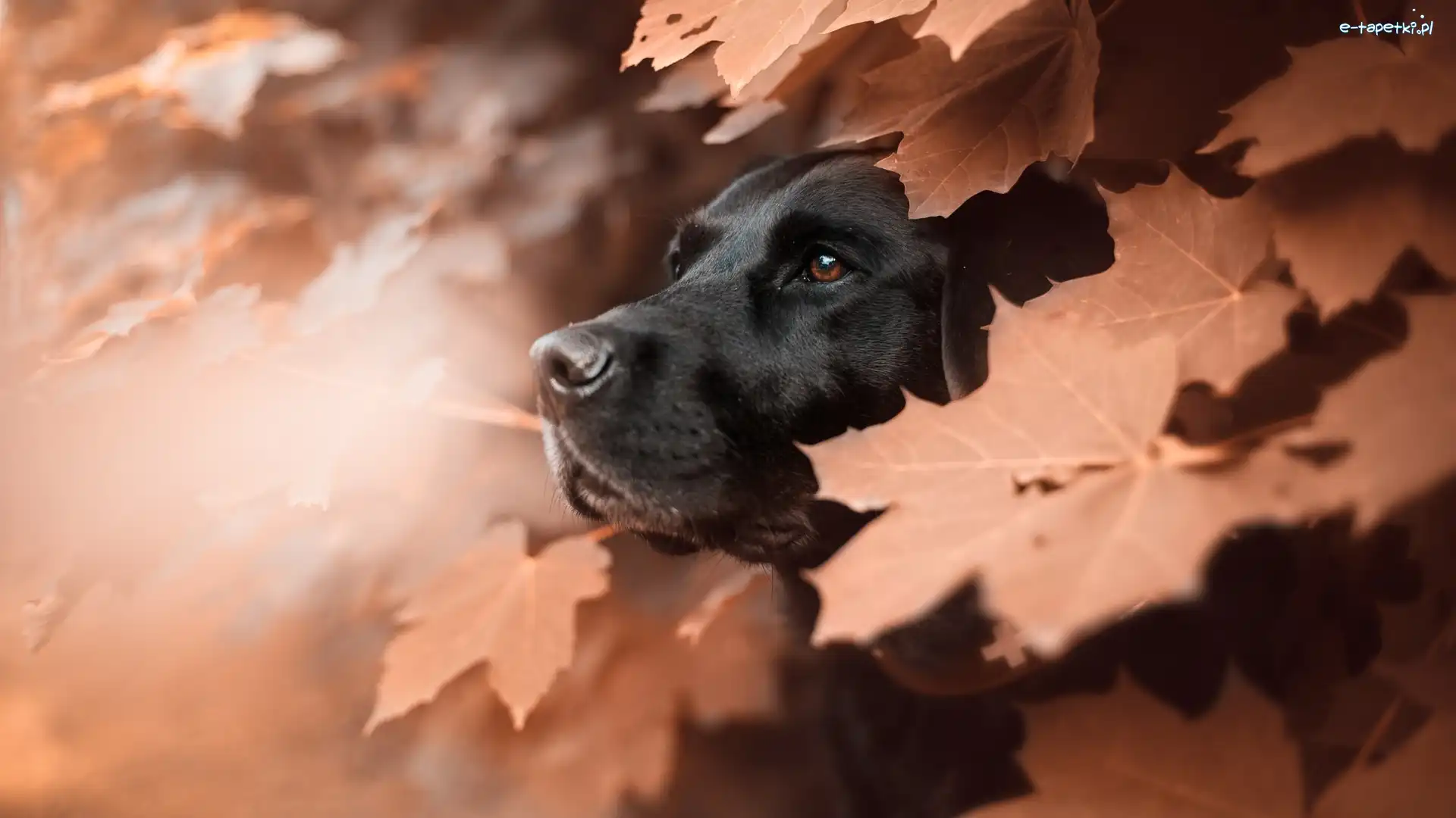 Liście, Pies. Labrador retriever