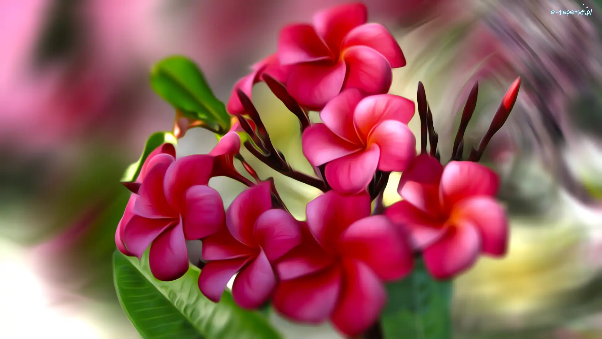 Kwiaty, Grafika, Plumeria, Czerwone