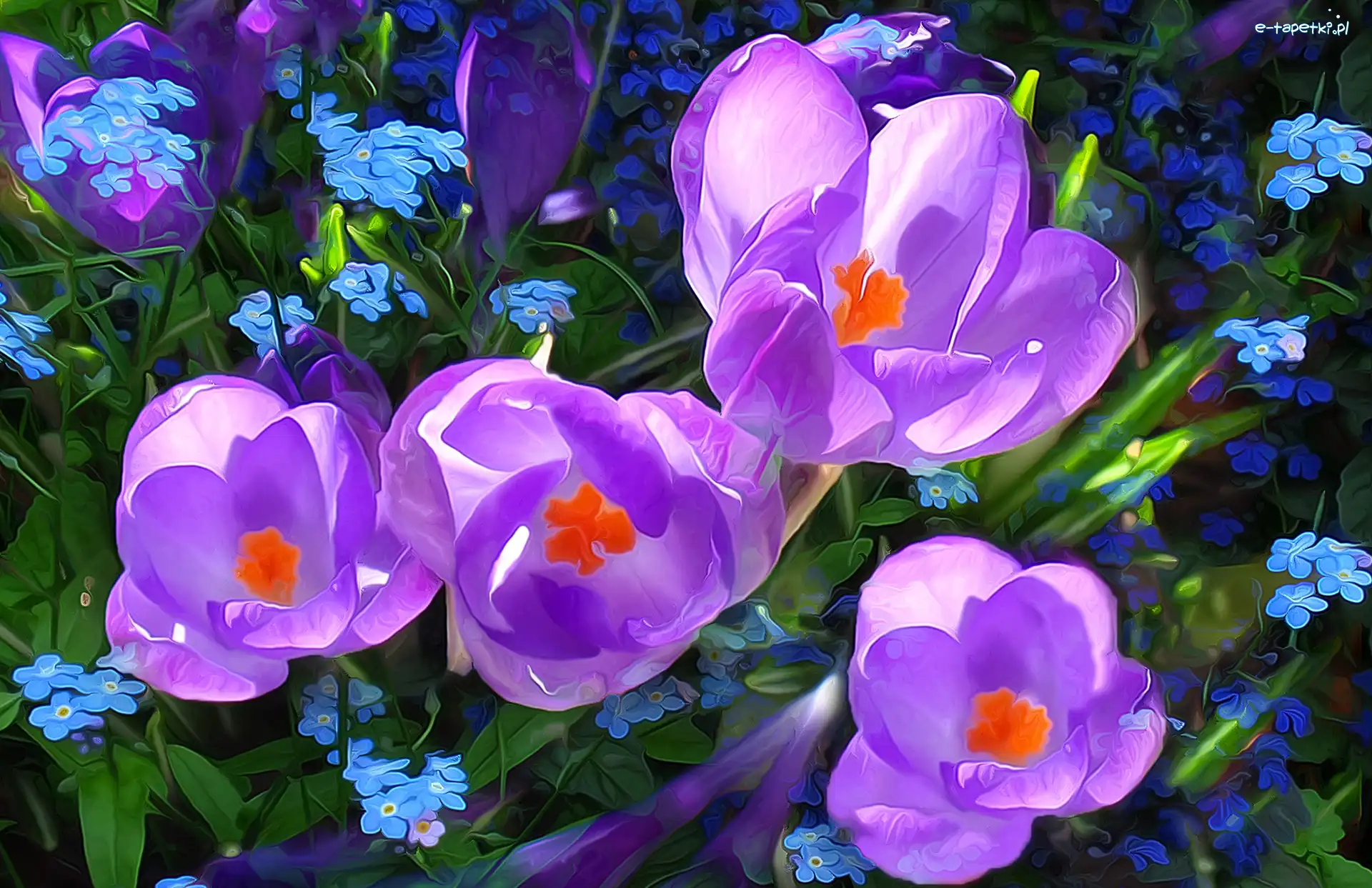 Kwiaty, Niezapominajki, Krokusy, Fractalius