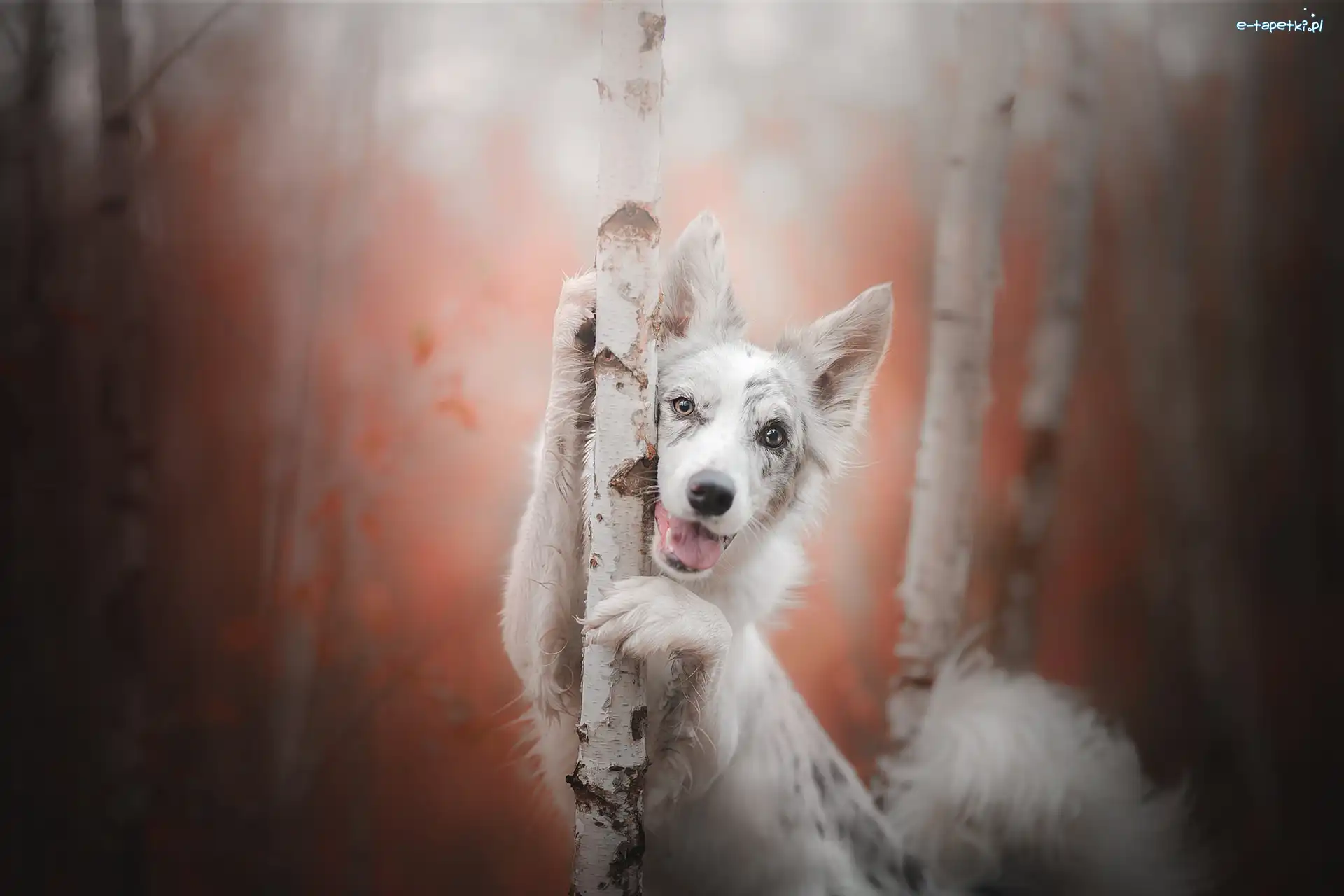 Brzozy, Border collie, Pies