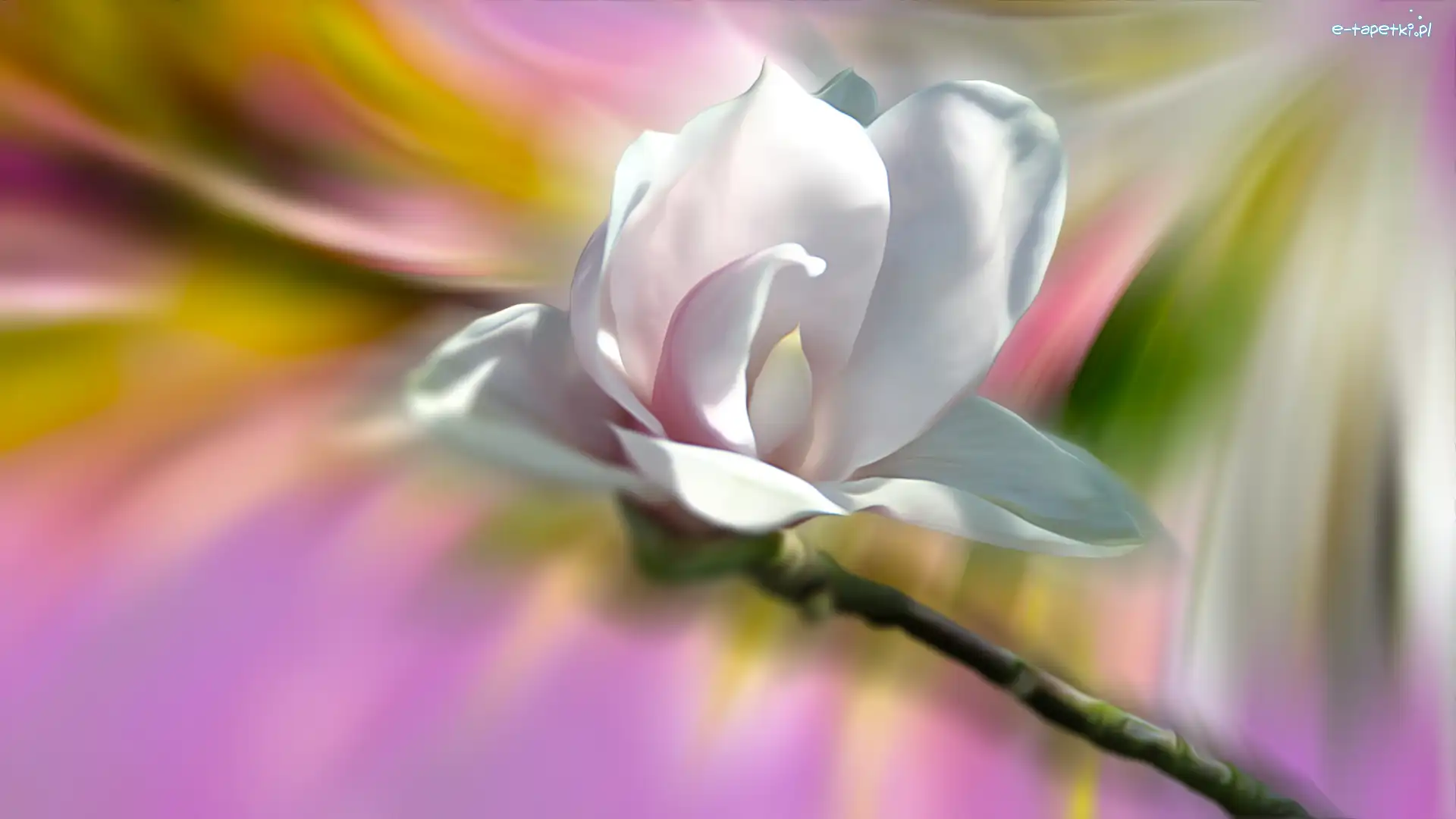 Biały, Grafika, Magnolia, Kwiat