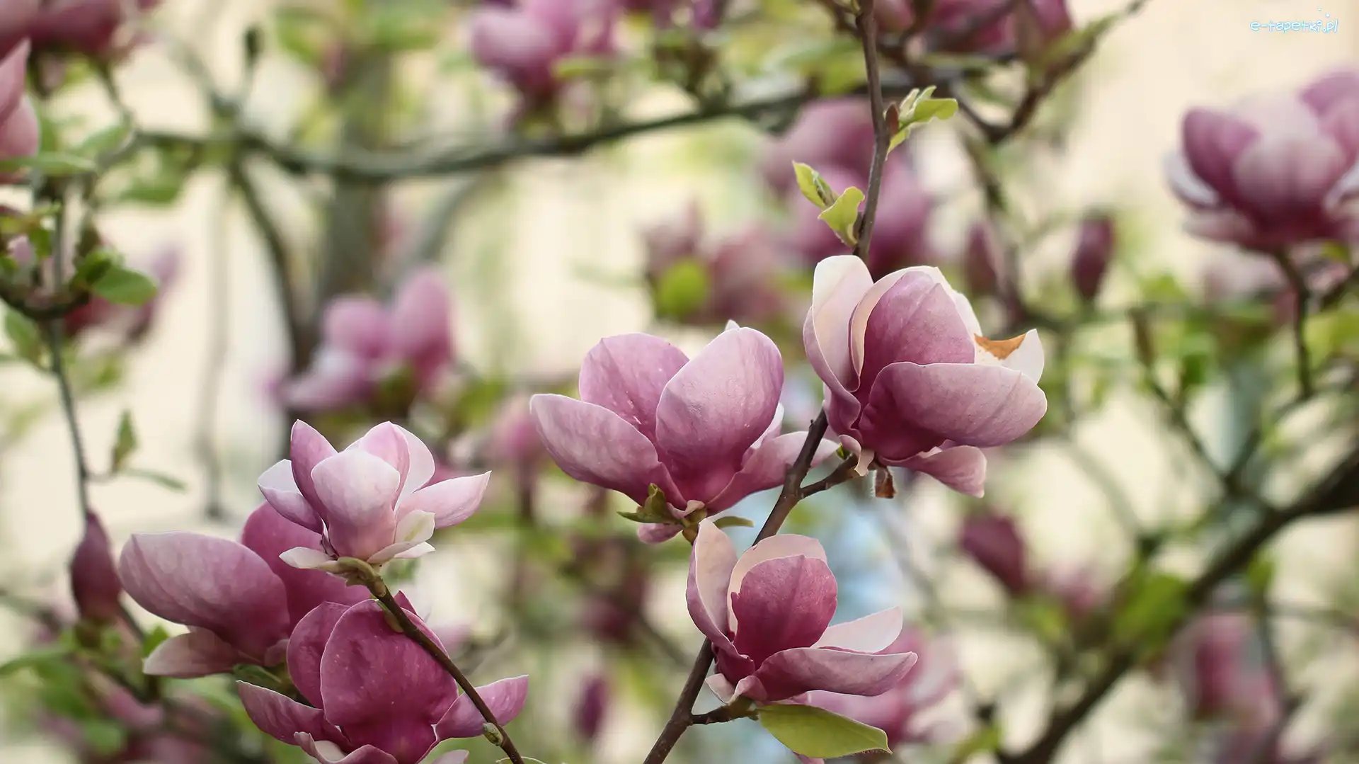 Magnolie, Kwiaty, Krzew, Różowe
