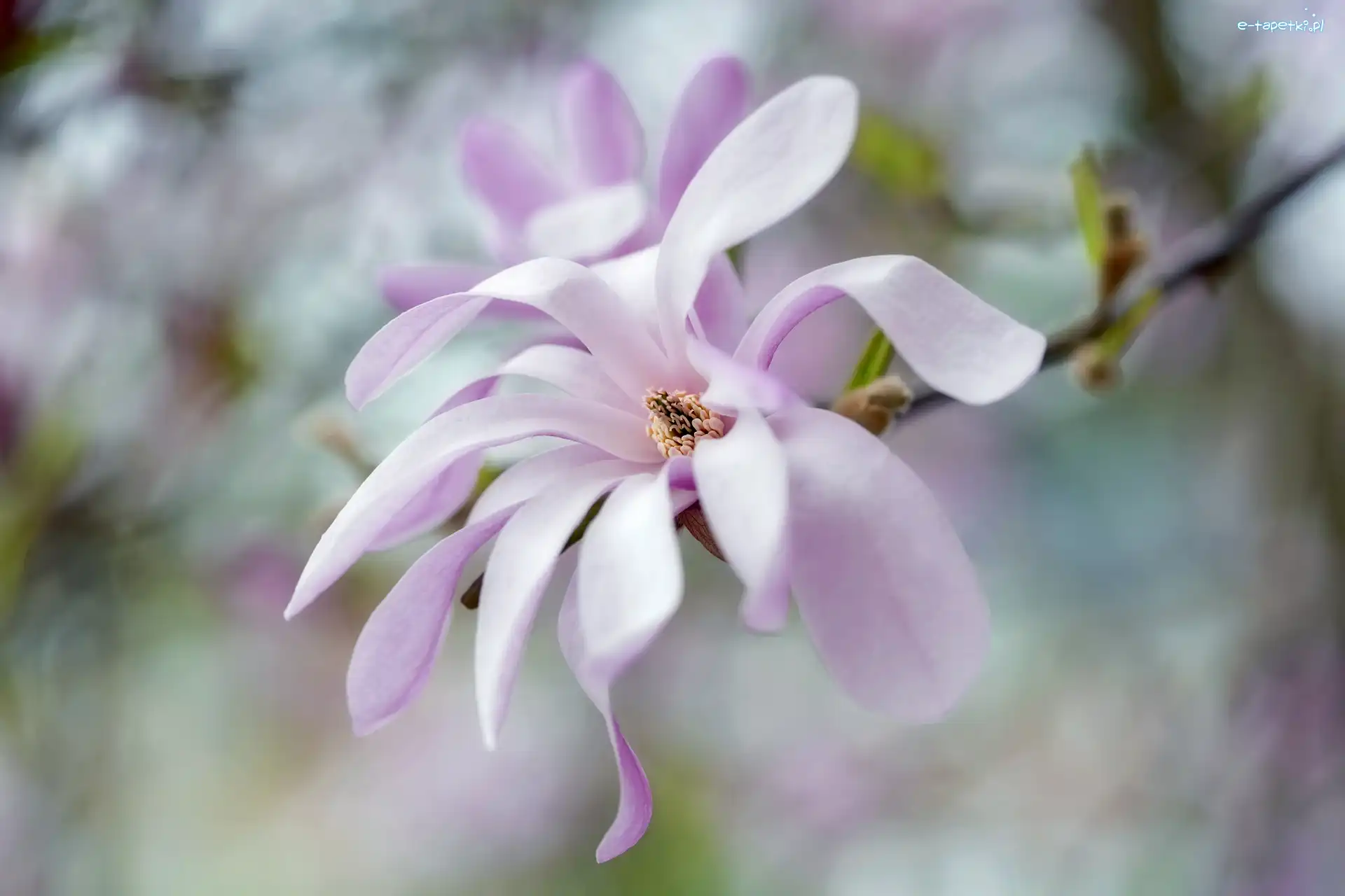 Gałązka, Kwiat, Bladoróżowy, Rozmyte tło, Magnolia