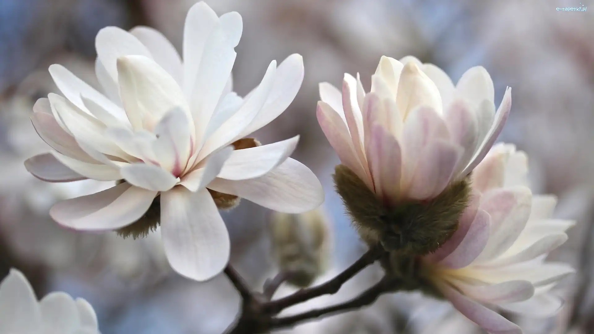 Kwiaty, Magnolia, Bladoróżowe, Gałązka