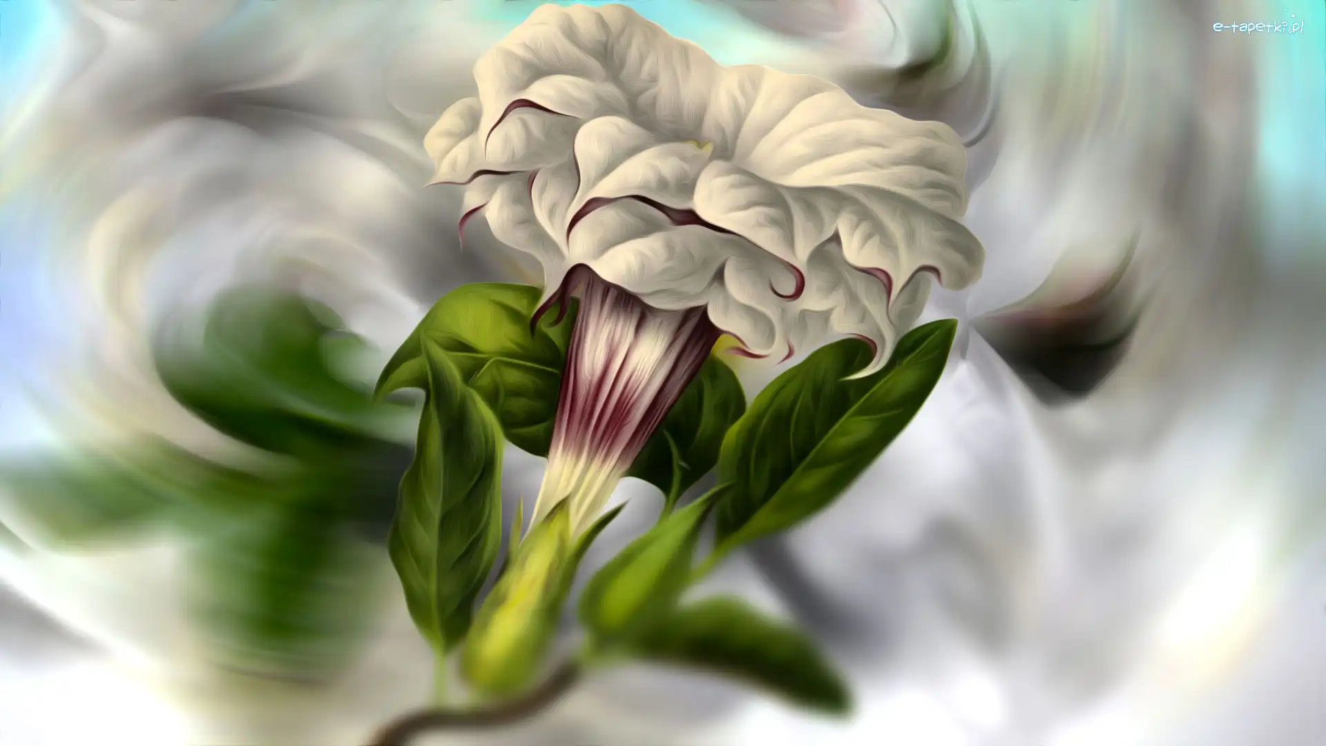Grafika, Petunia ogrodowa, Kwiat