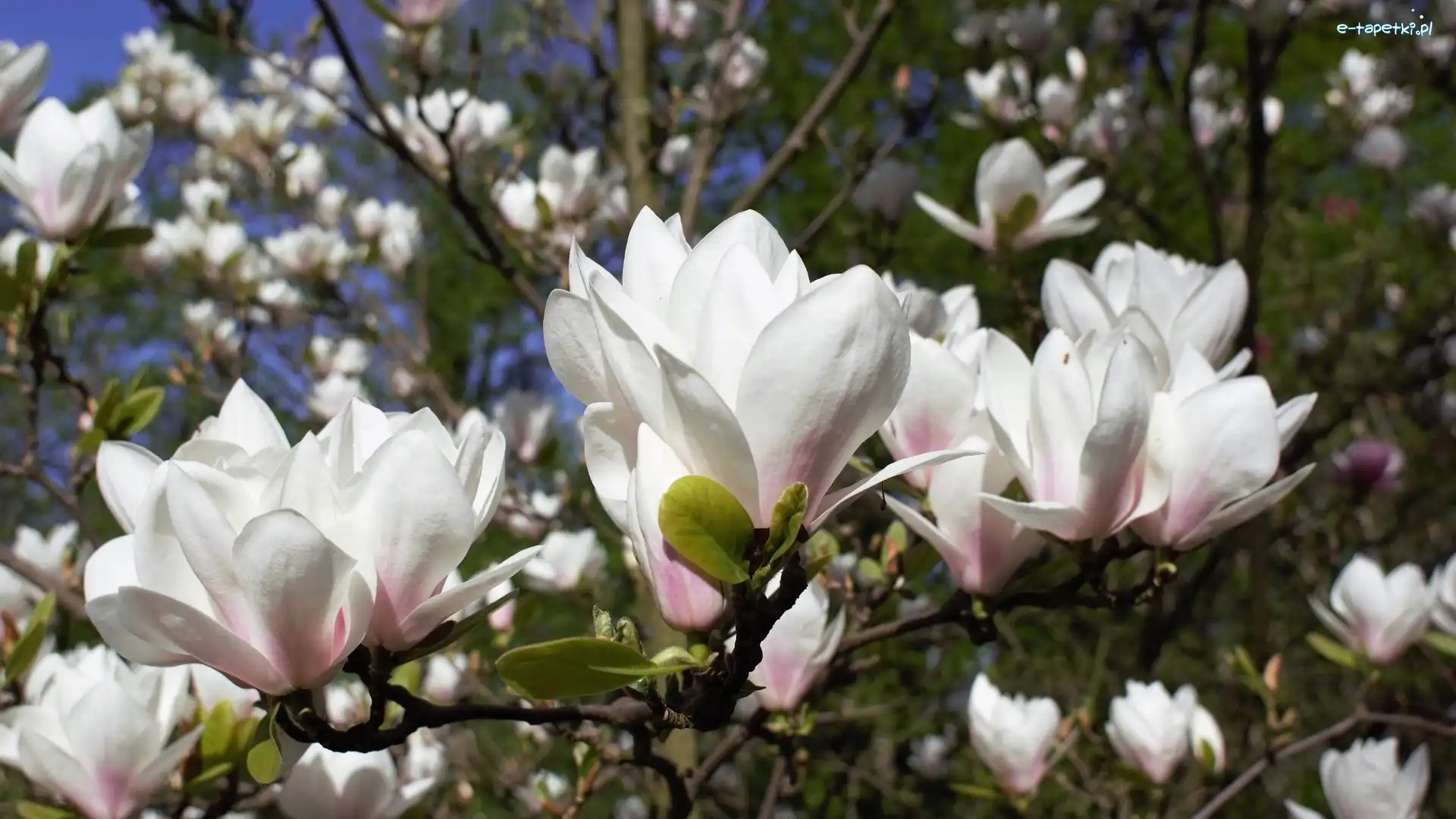 Magnolie, Białe, Kwitnące