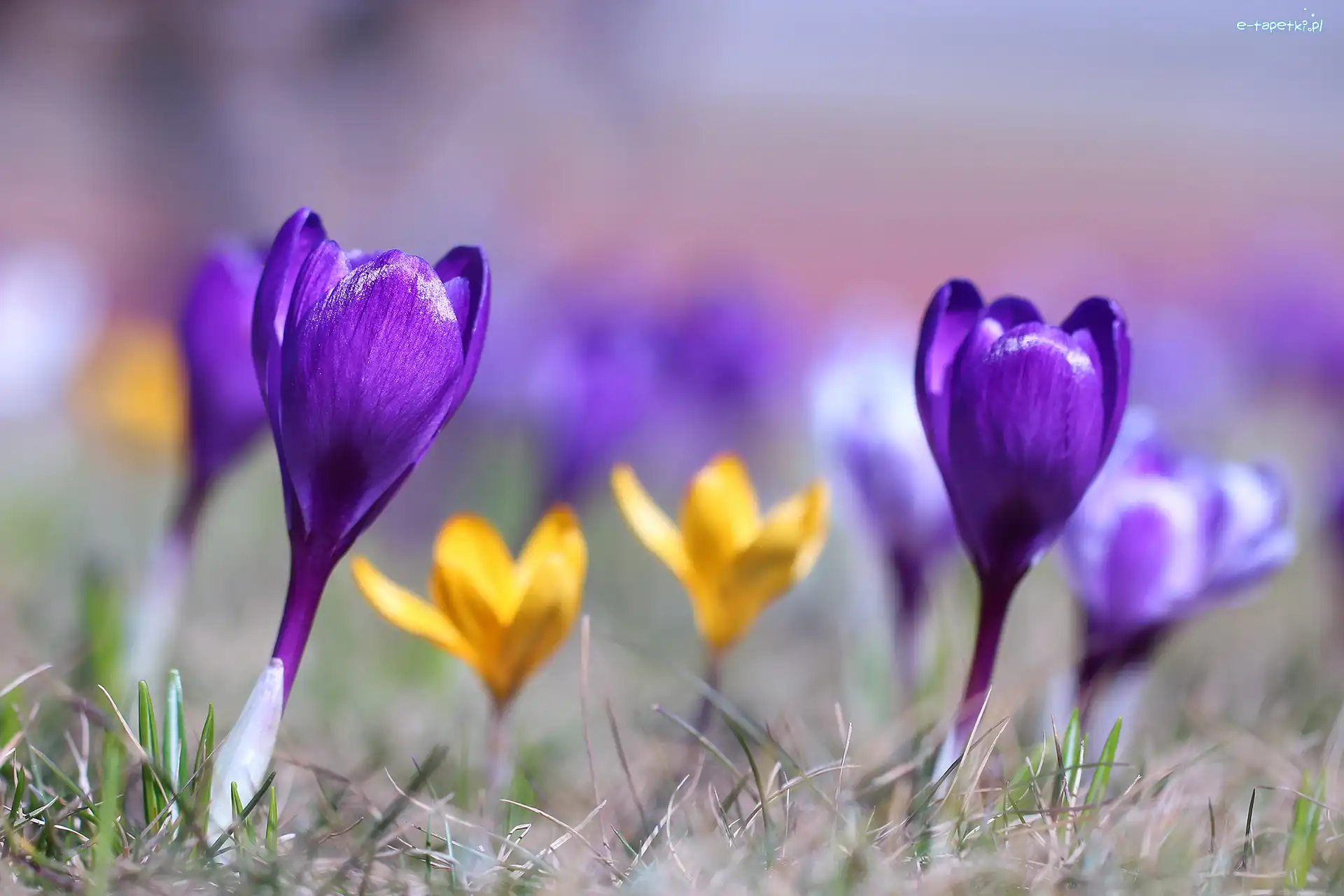 Fioletowy, Kwiat, Krokus, Kwiaty, Rozmyte tło