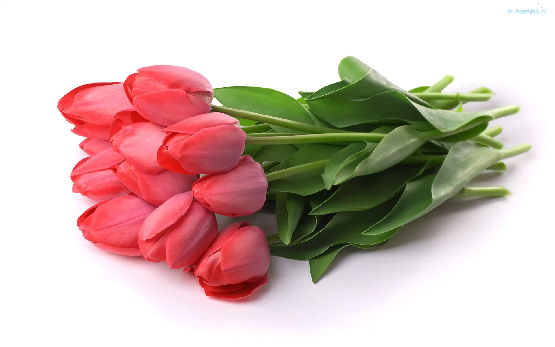 Tulipany, Białe tło, Czerwone, Kwiaty