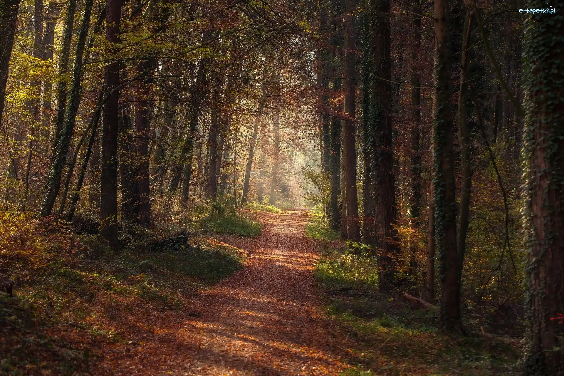 Las, Ścieżka, Droga, Jesień, Drzewa
