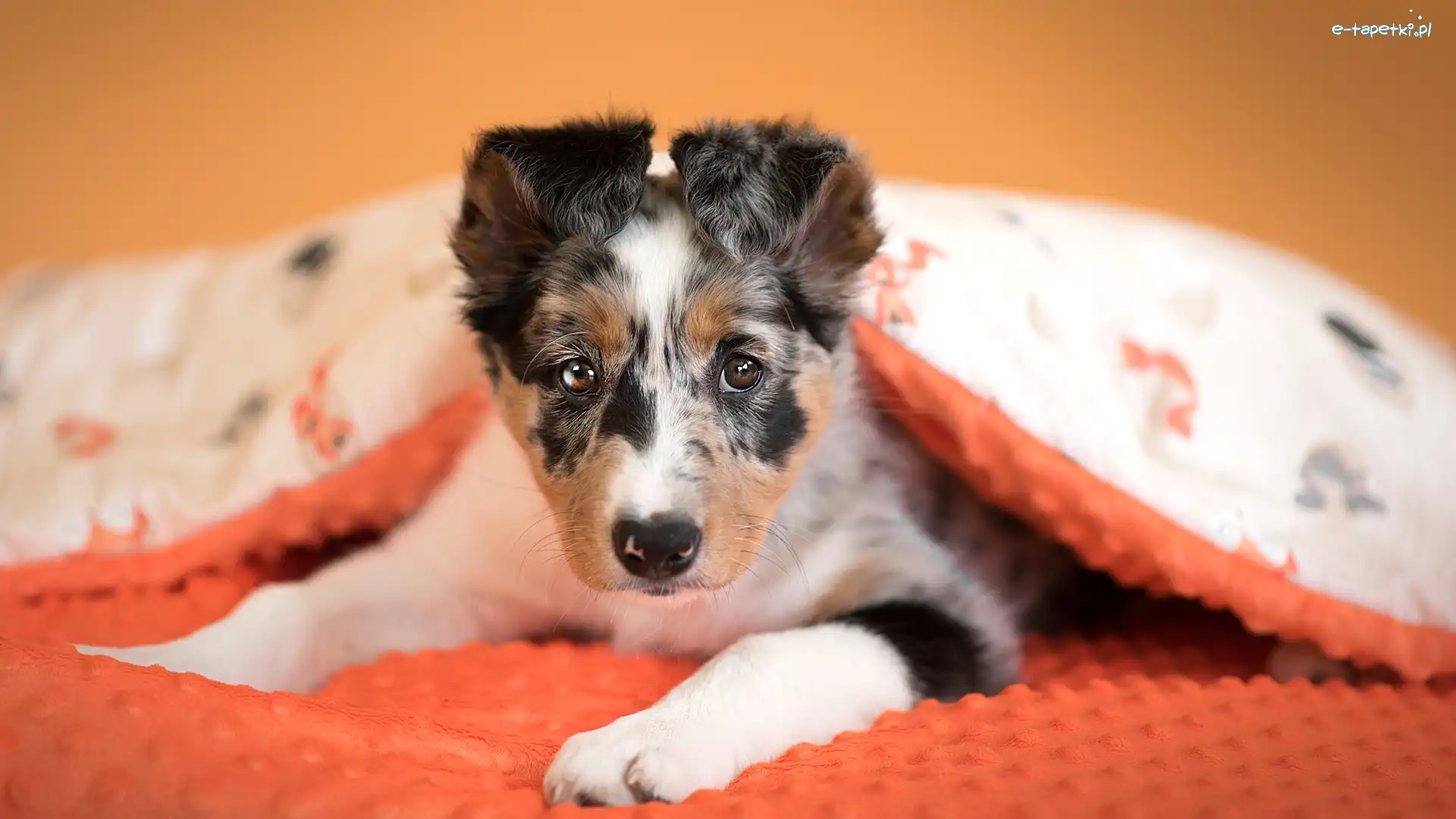 Szczeniak, Kołdra, Border collie, Pies