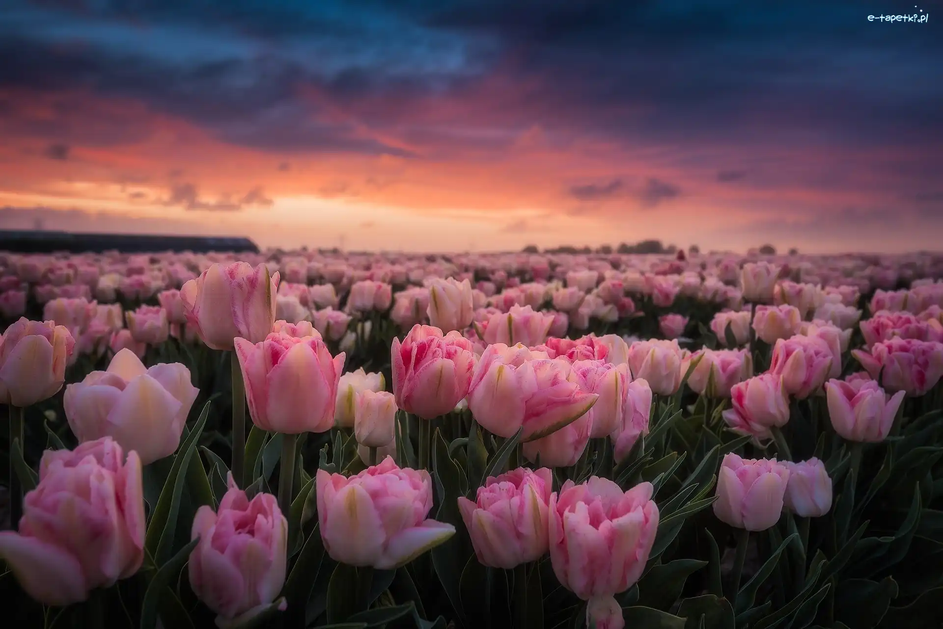 Tulipany, Zachód słońca, Pole, Różowe