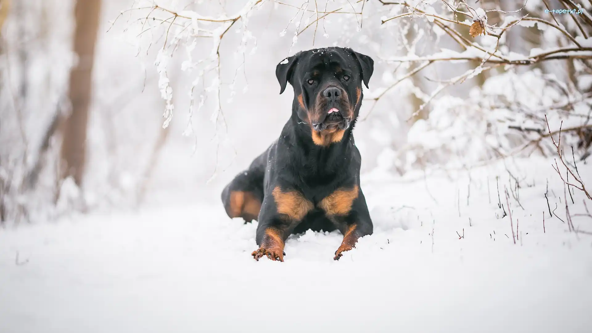 Rottweiler, Gałązki, Śnieg, Pies