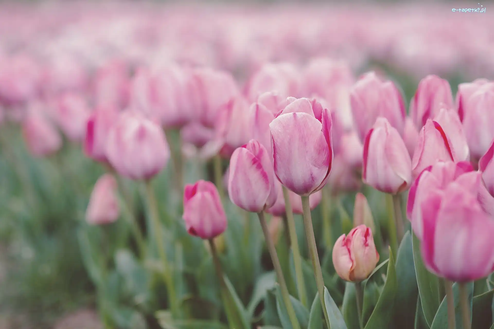 Rozmyte tło, Łąka, Tulipany