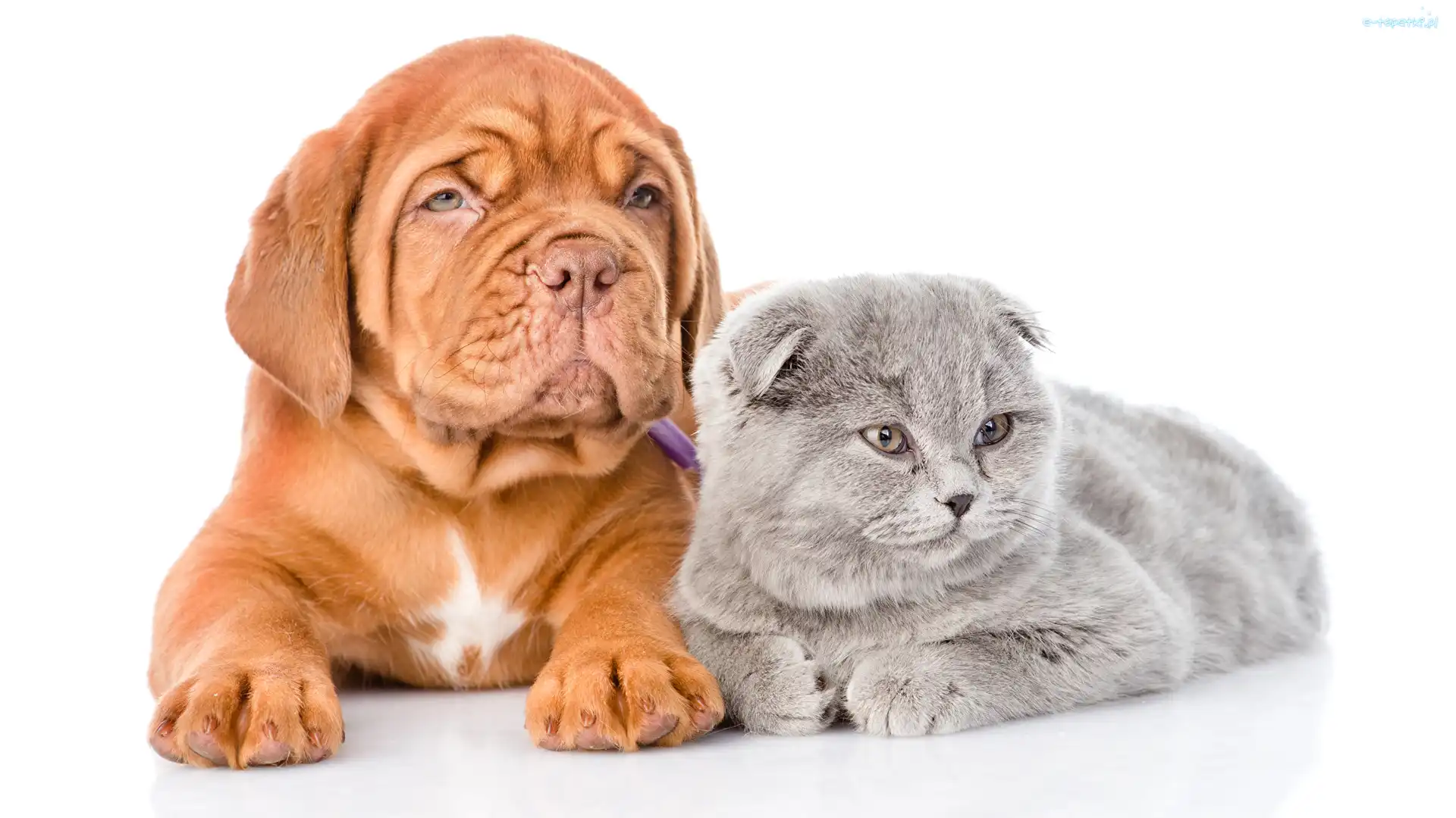 Szczeniak, Kot szkocki zwisłouchy, Dog de Bordeaux, Pies