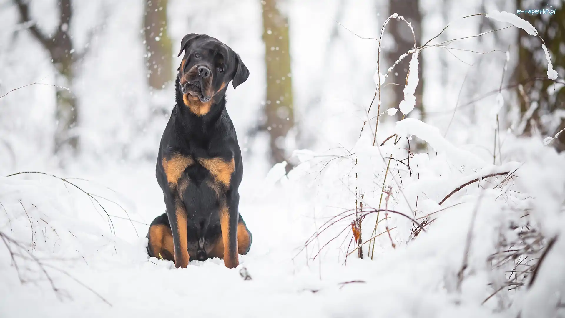 Drzewa, Śnieg, Las, Gałązki, Rottweiler, Pies