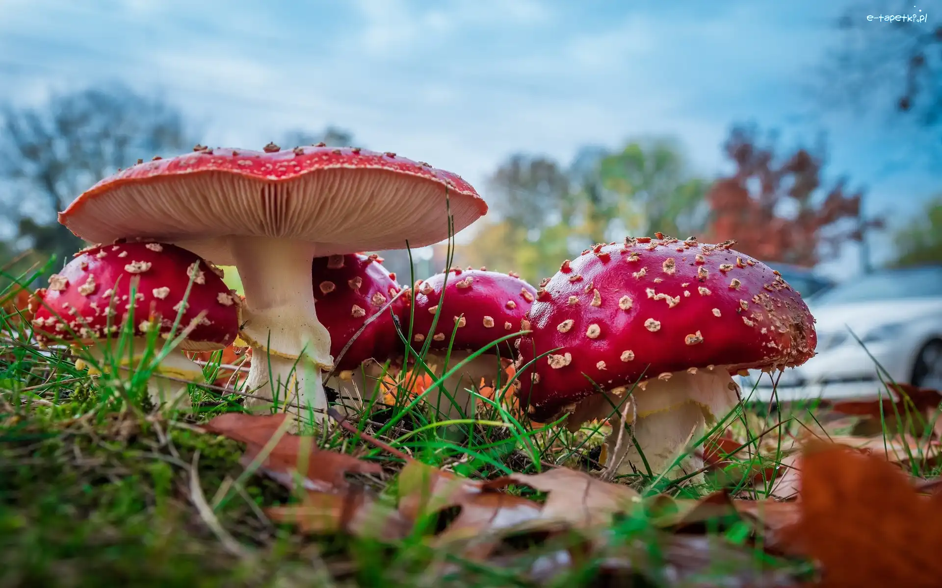 Muchomory, Igliwie, Liście, Grzyby