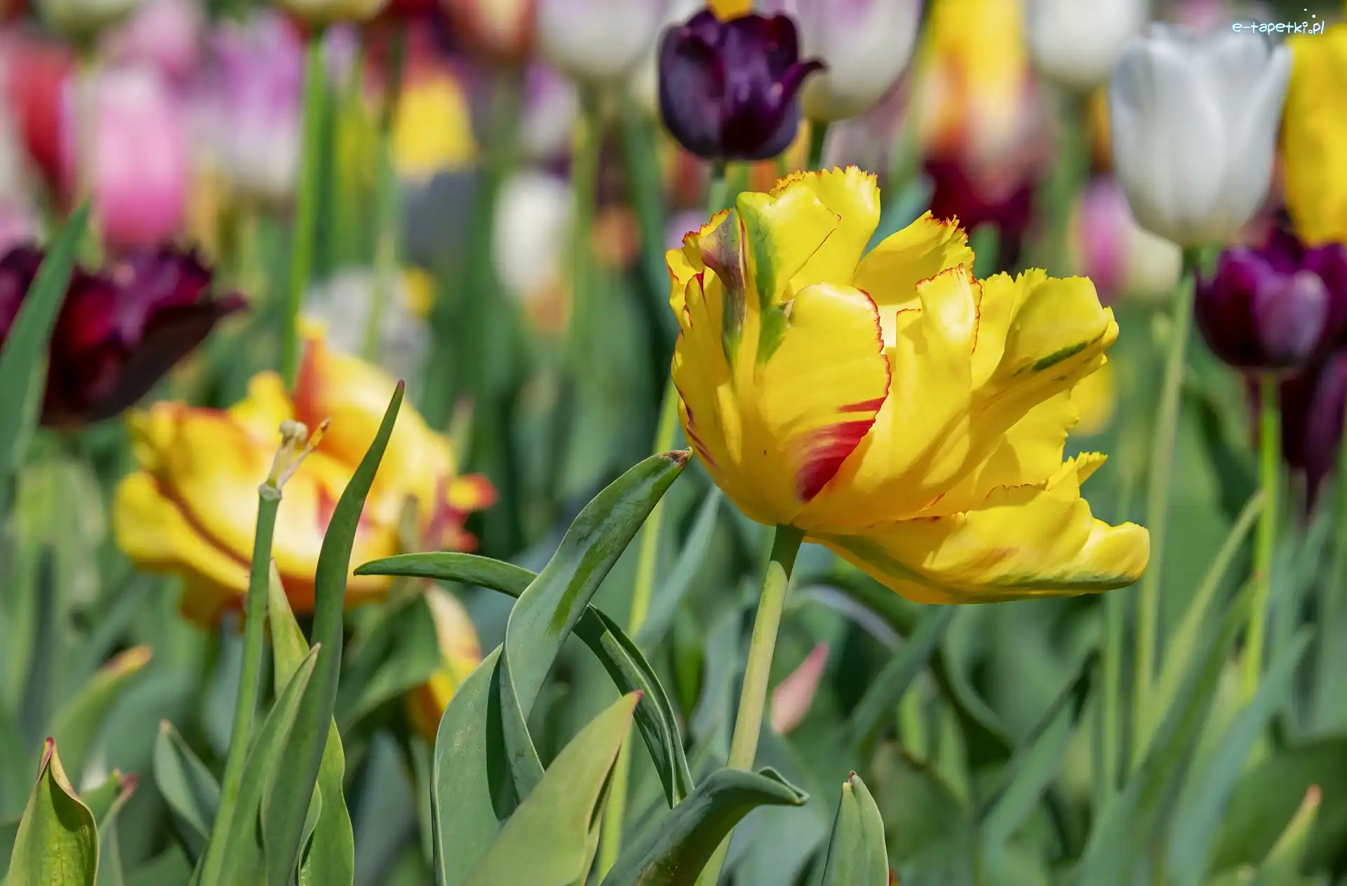 Tulipany, Tulipan, Żółty, Rozmyte tło, Łąka