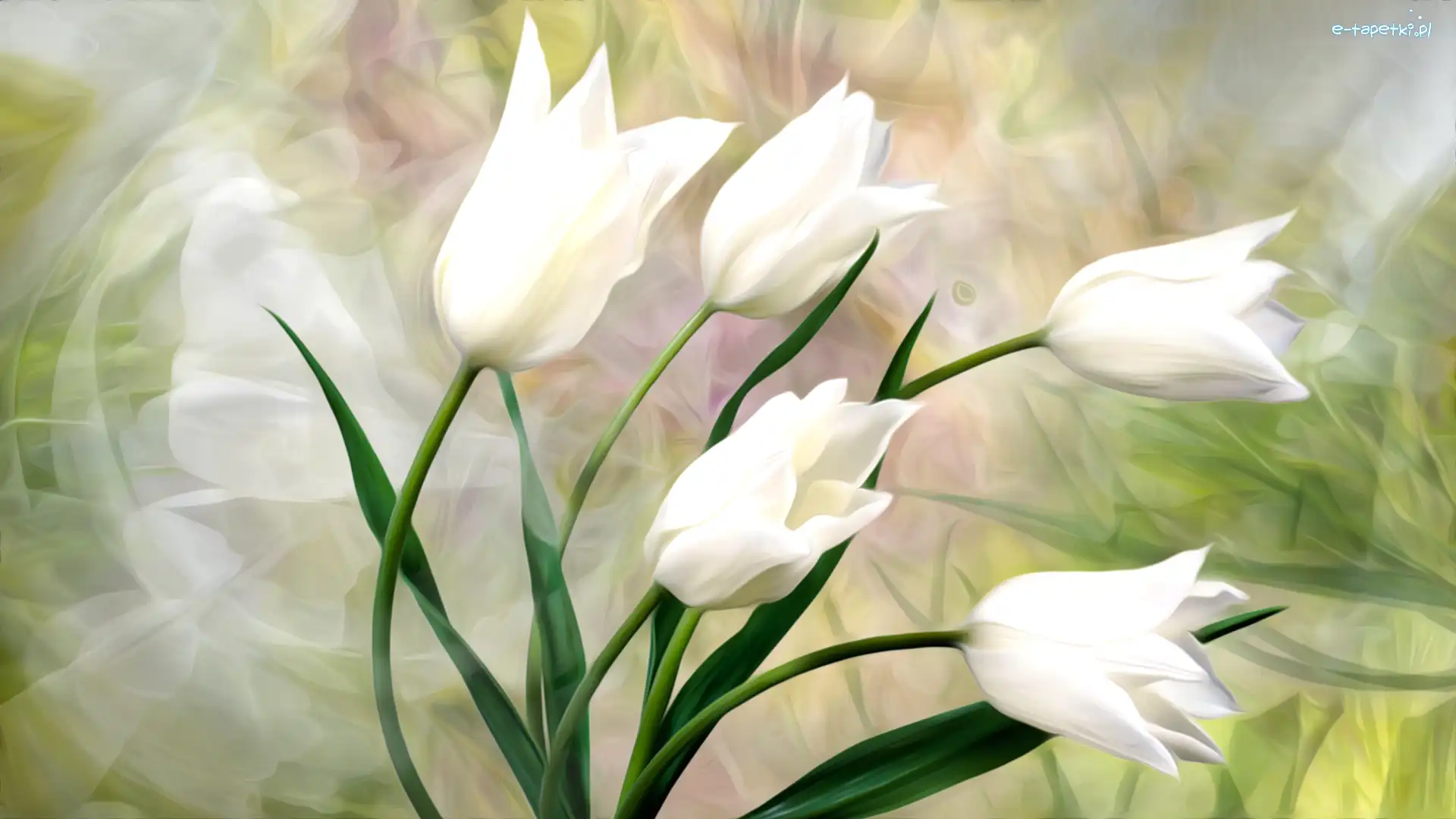 Grafika, Tulipany, Białe