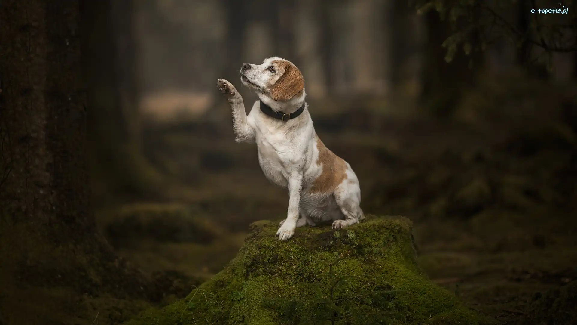 Las, Wyciągnięta, Łapka, Beagle, Pies, Mech, Pień
