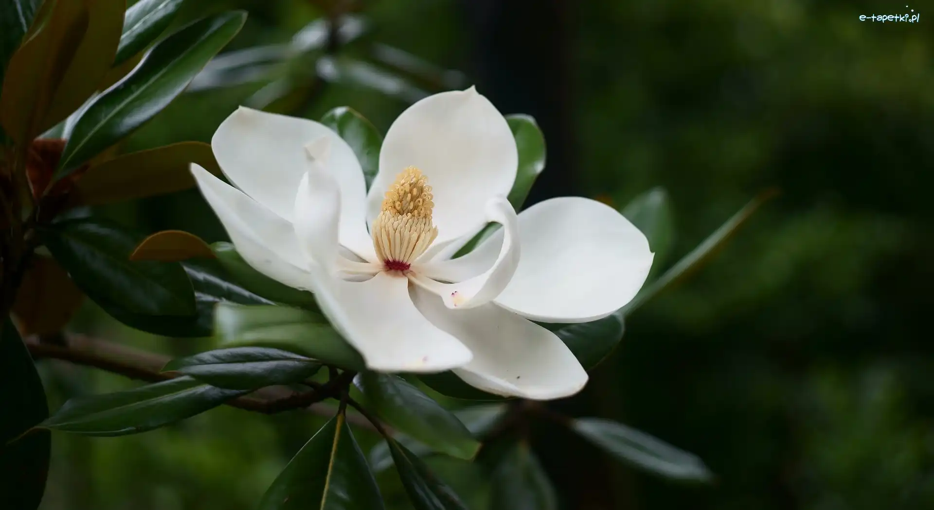 Gałązka, Rozwinięta, Pręciki, Liście, Biała, Magnolia wielkokwiatowa