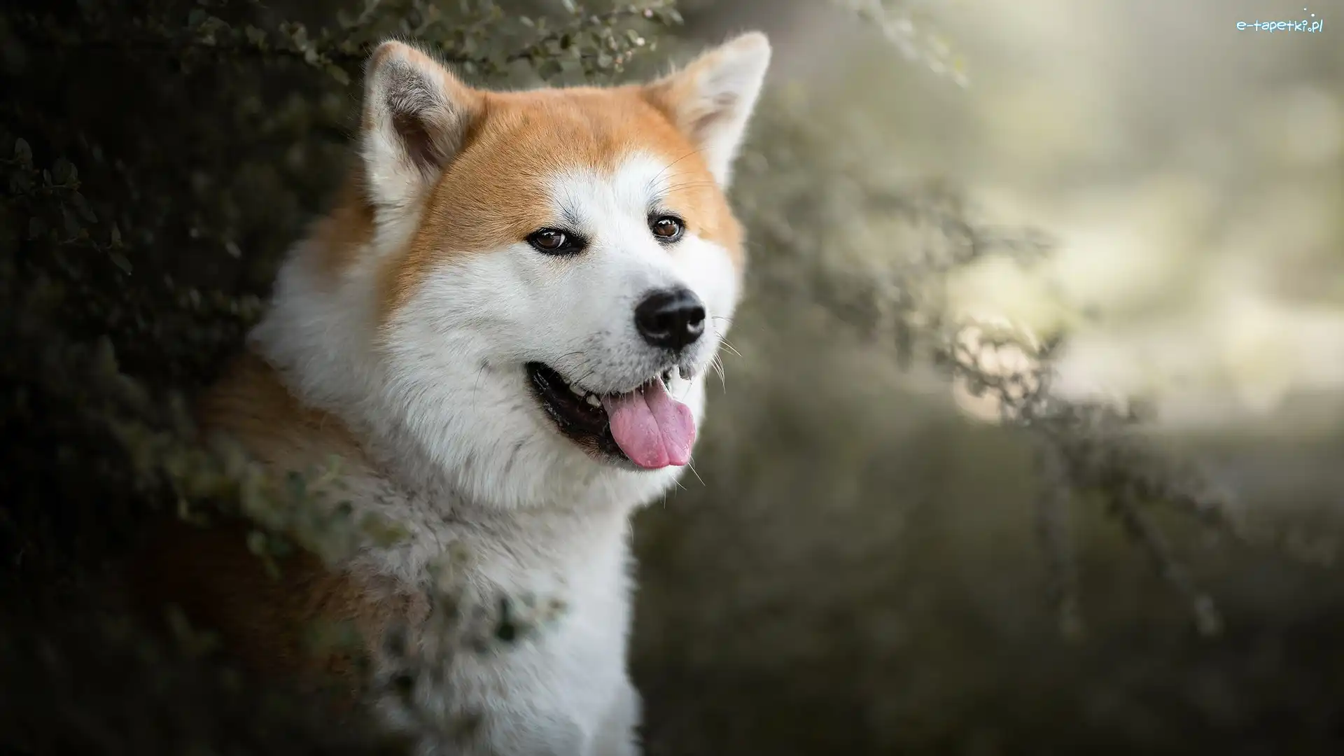 Akita inu, Krzewy, Mordka, Pies