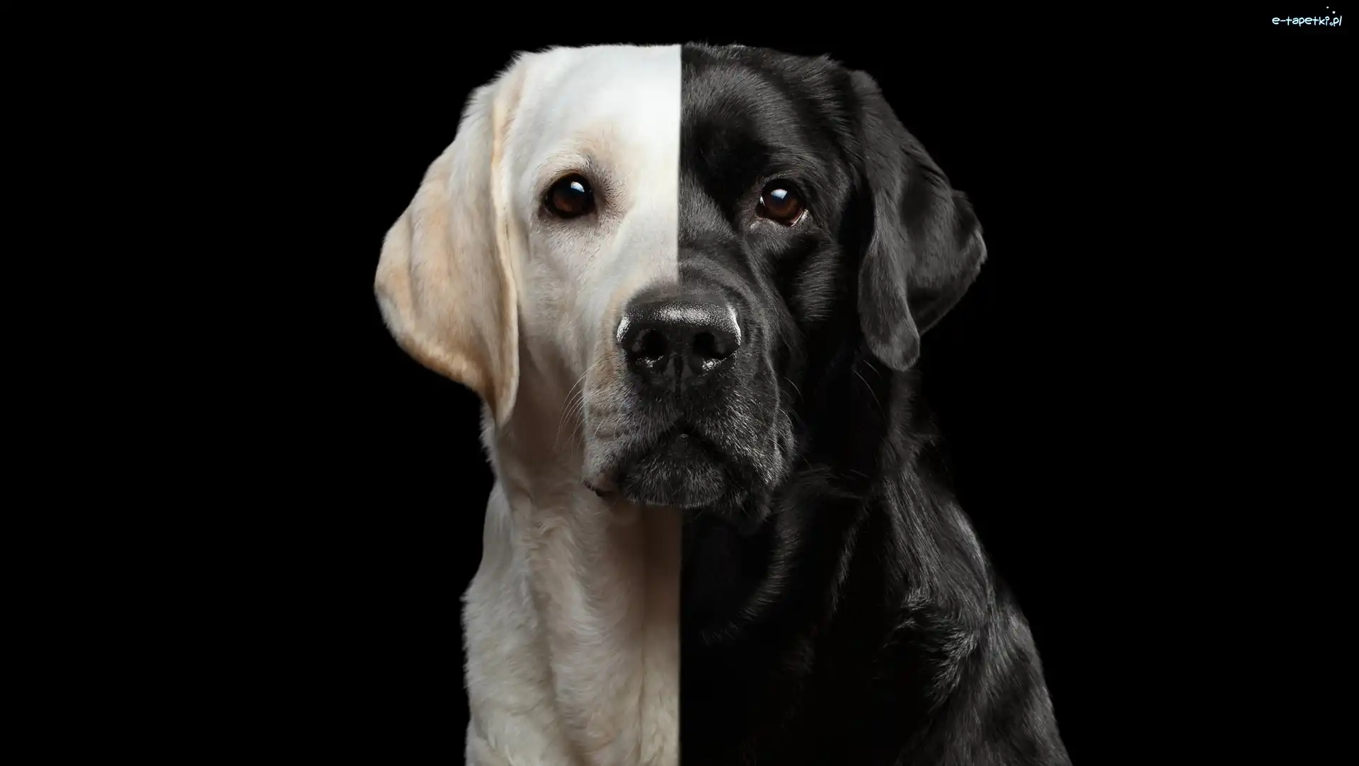 Pies, Czarno-biały, Labrador retriever, Tło, Ciemne