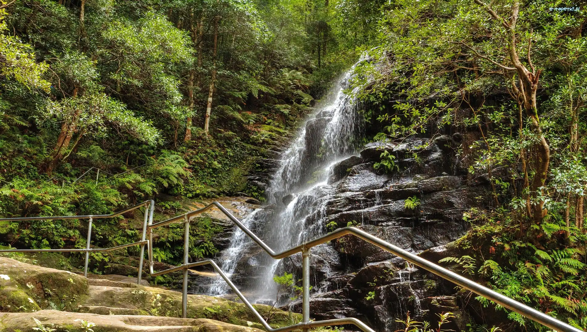 Las, Skały, Stan Nowa Południowa Walia, Park Narodowy Blue Mountains, Wodospad Sylvia Falls, Ogrodzenie, Paprocie, Australia, Drzewa