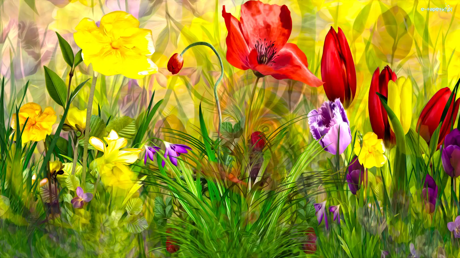 Kwiaty, Tulipany, Maki, Grafika 2D, Trawa
