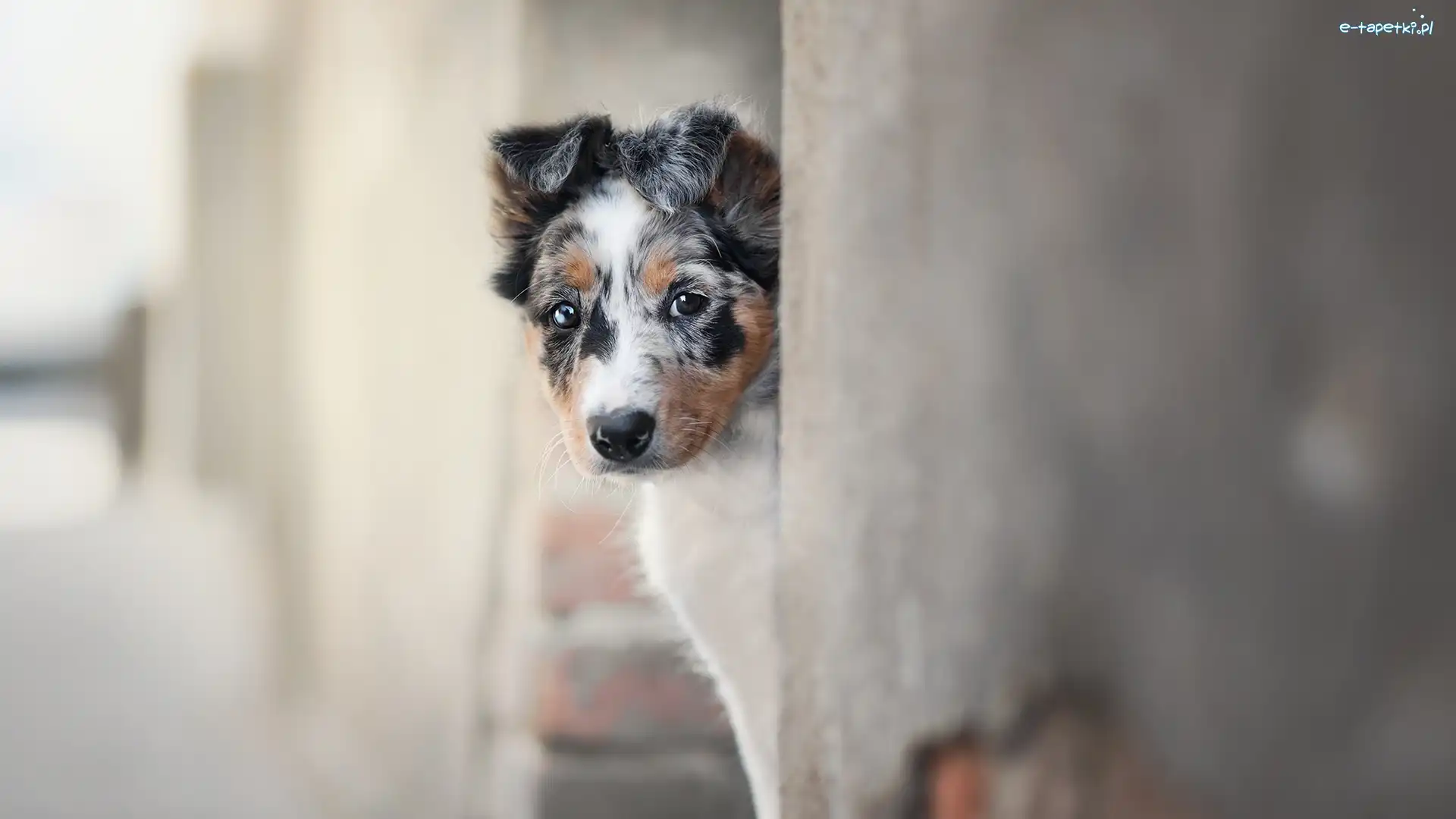 Border collie, Ściana, Mordka, Szczeniak