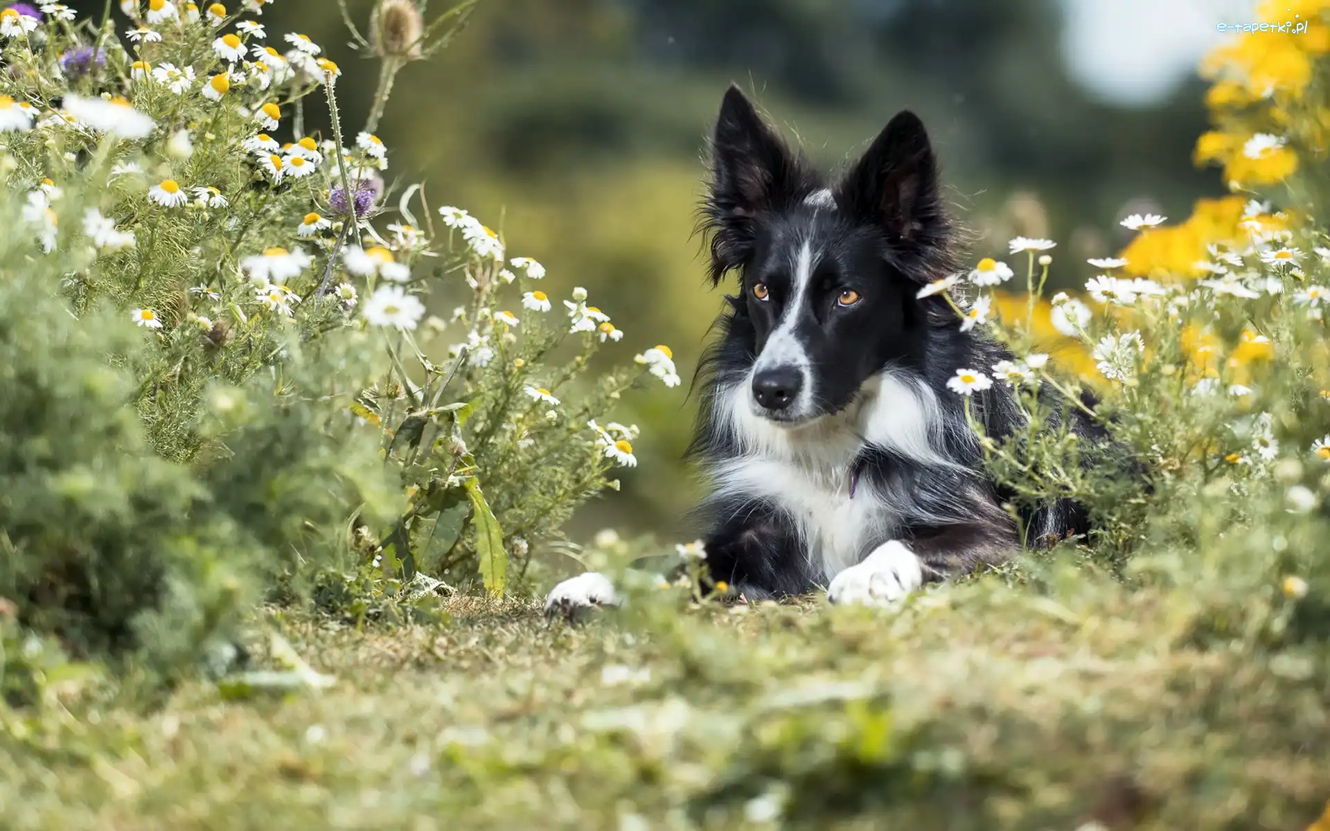 Czarno-biały, Kwiaty, Border collie, Pies