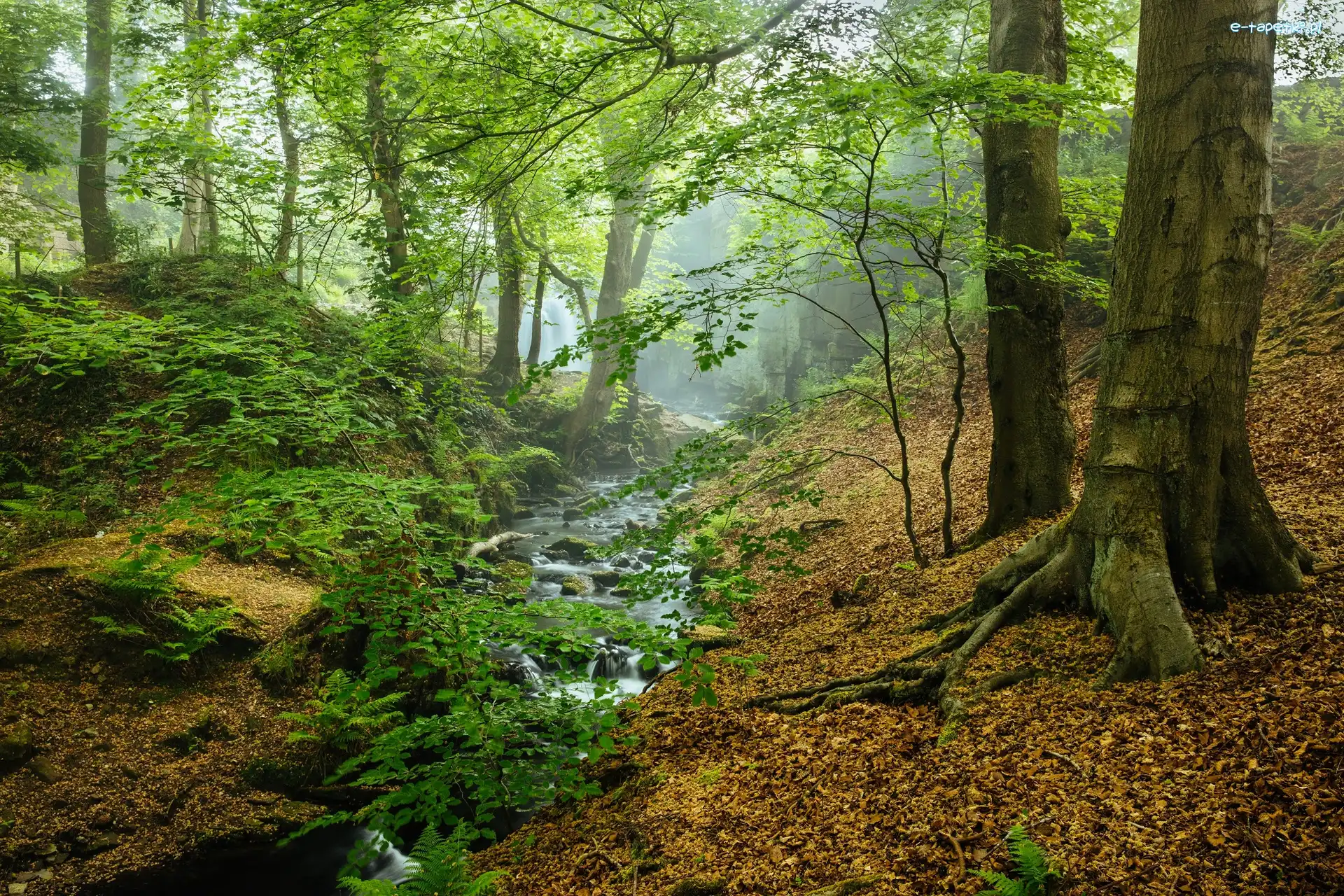 Mgła, Park Narodowy Peak District, Las, Hrabstwo Derbyshire, Anglia, Strumyk, Drzewa