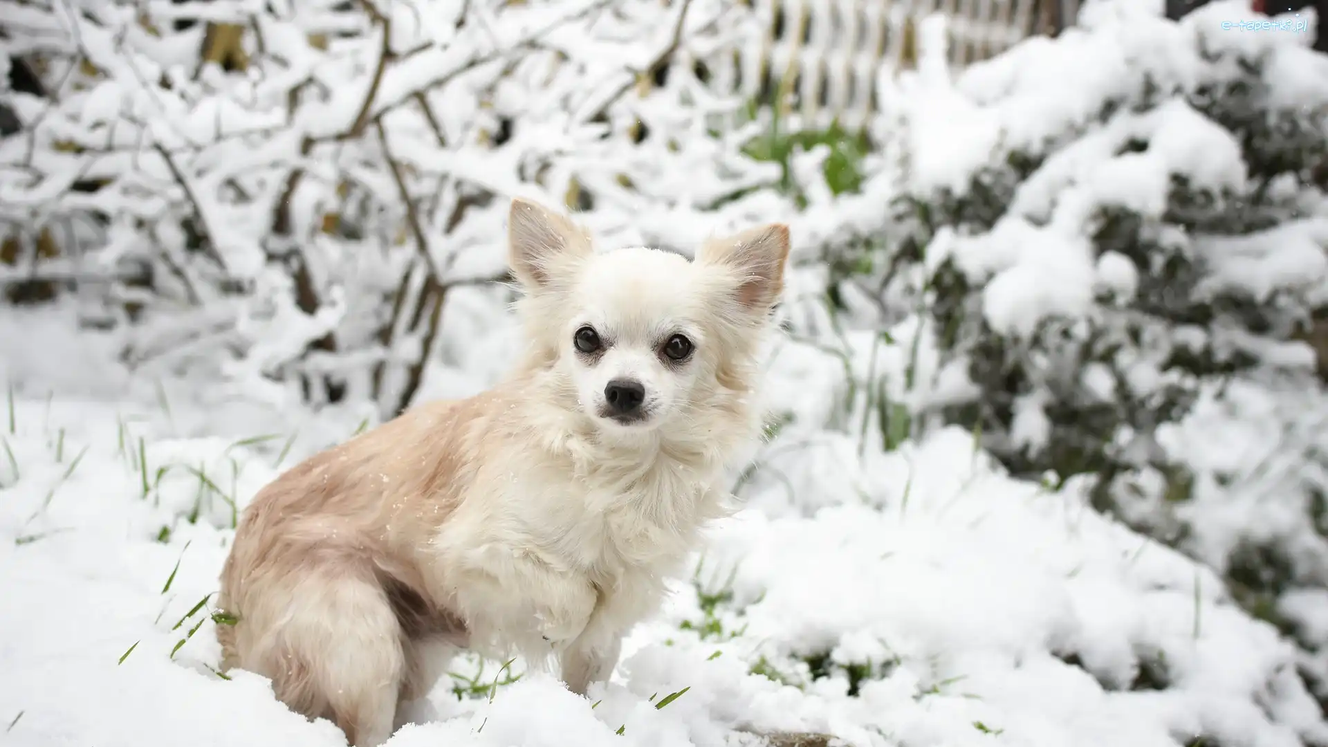 Śnieg, Chihuahua długowłosa, Pies