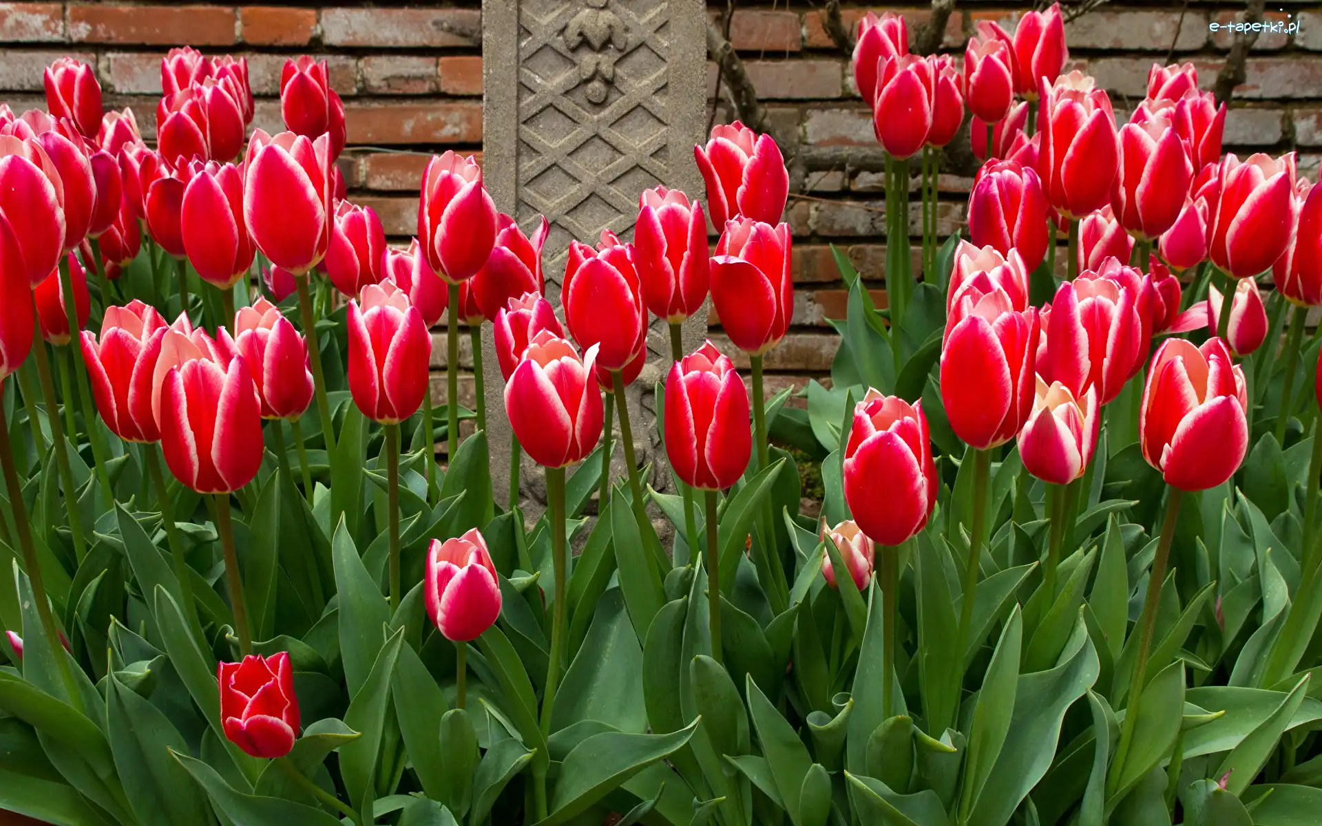 Kwiaty, Liście, Tulipany, Cegły, Murek