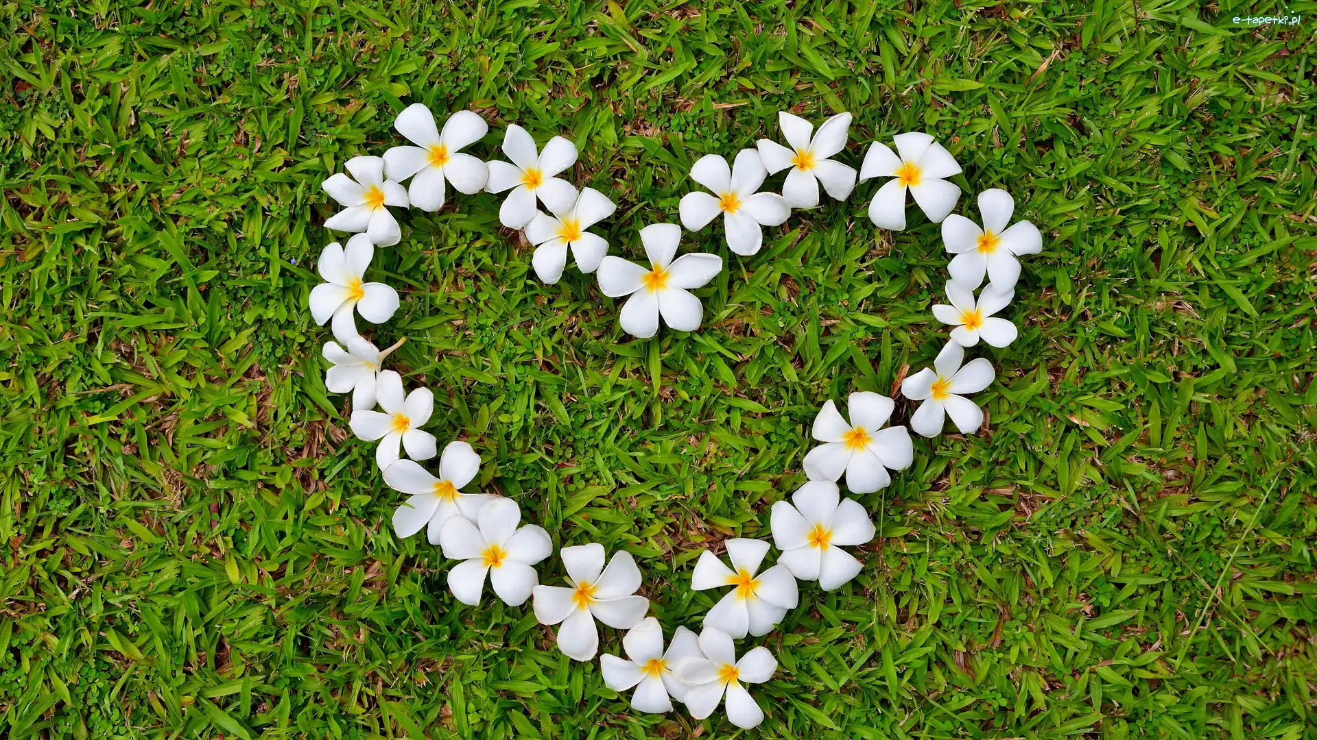 Plumeria, Trawa, Serce, Kwiat