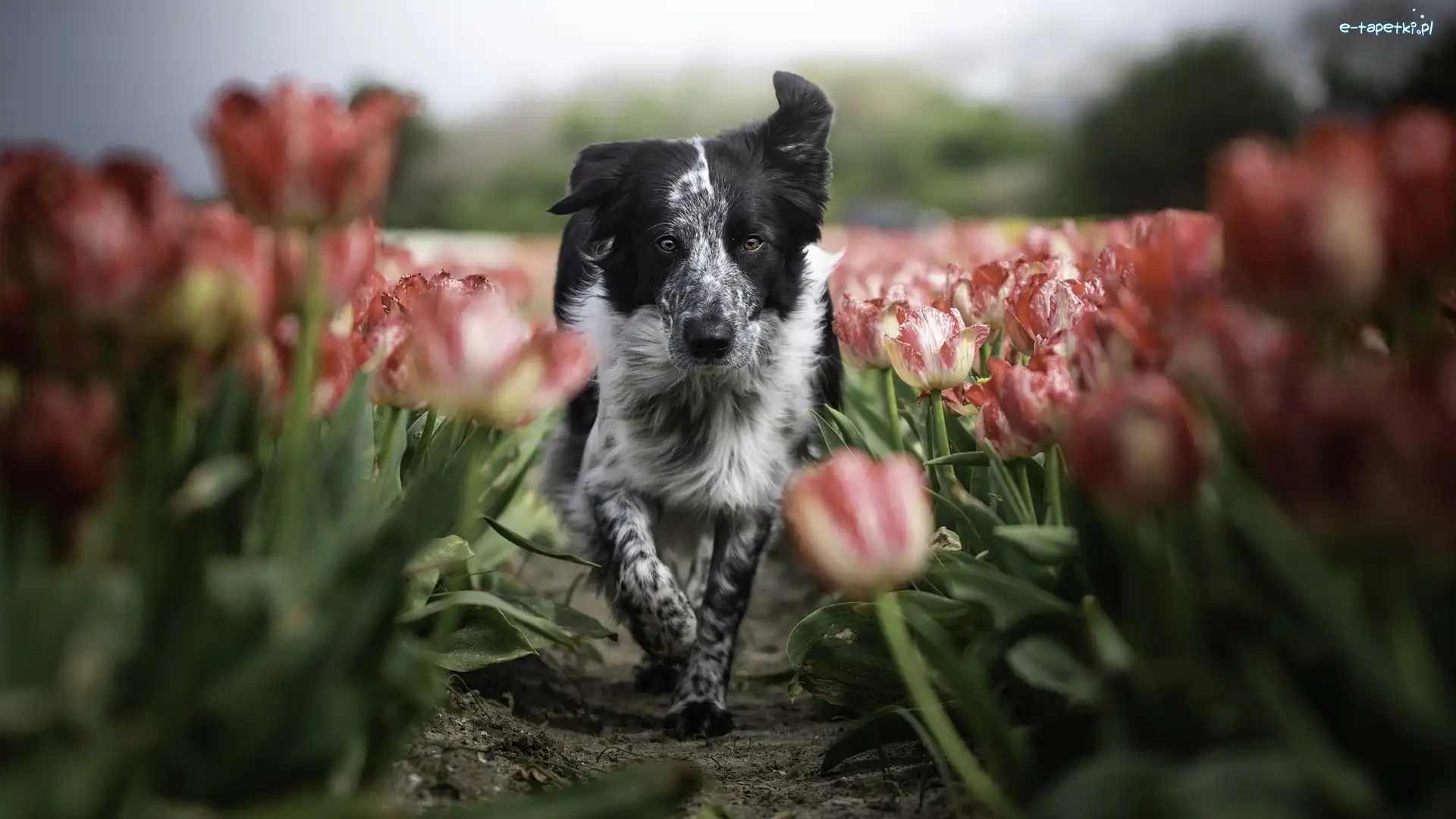 Tulipany, Border collie, Pies