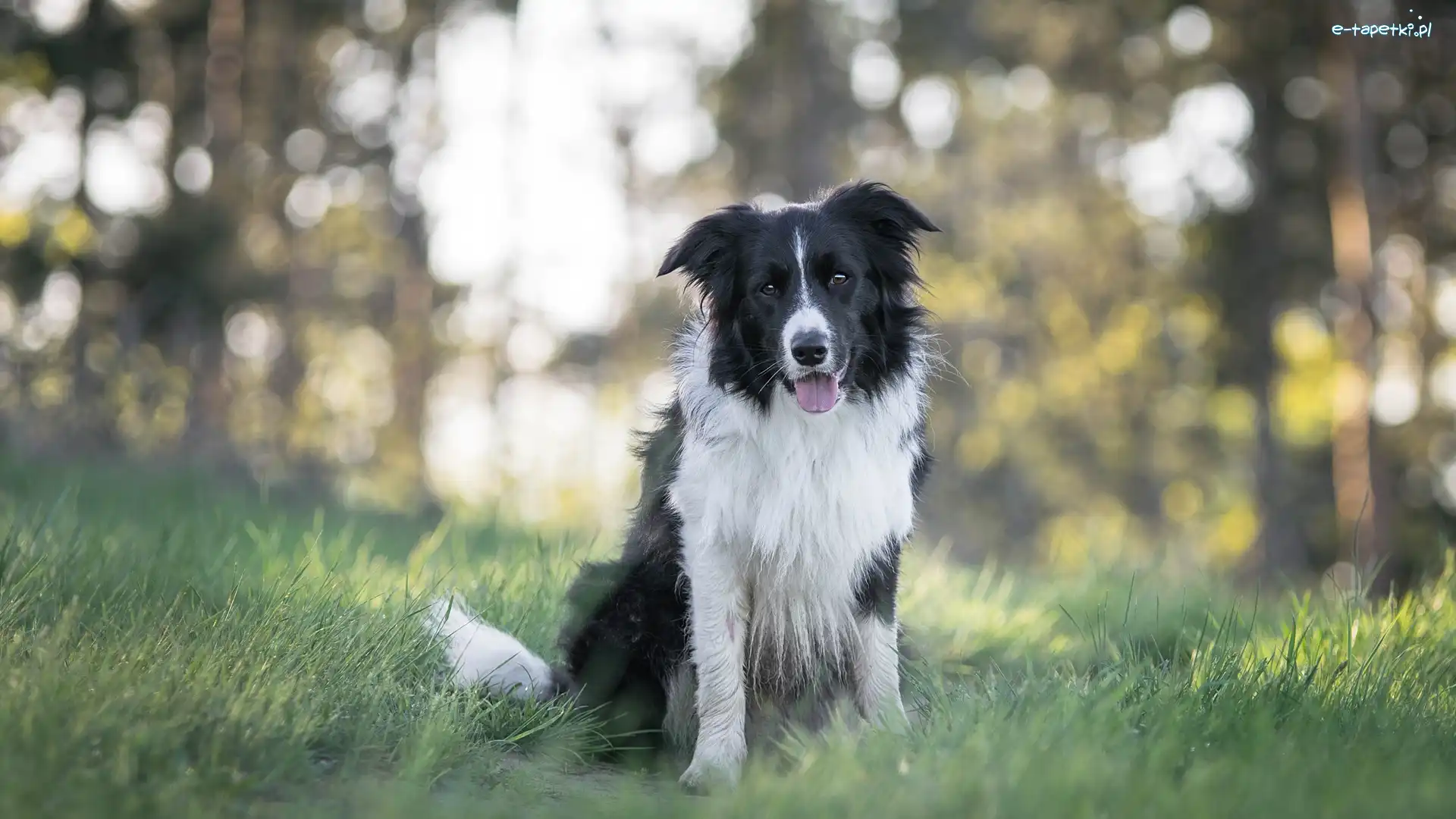 Border collie, Bokeh, Trawa, Pies