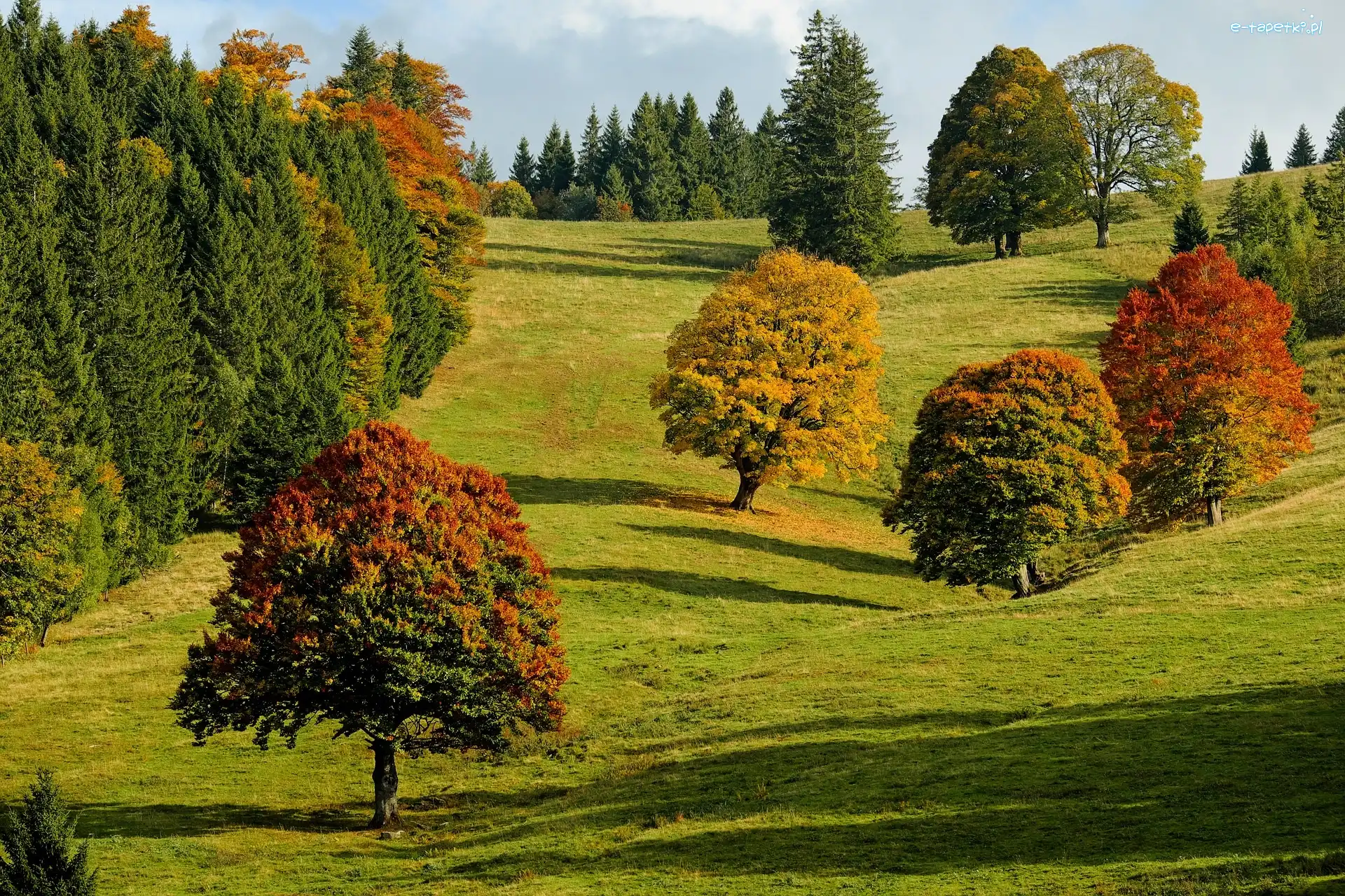 Kolorowe, Wzgórze, Drzewa, Jesień