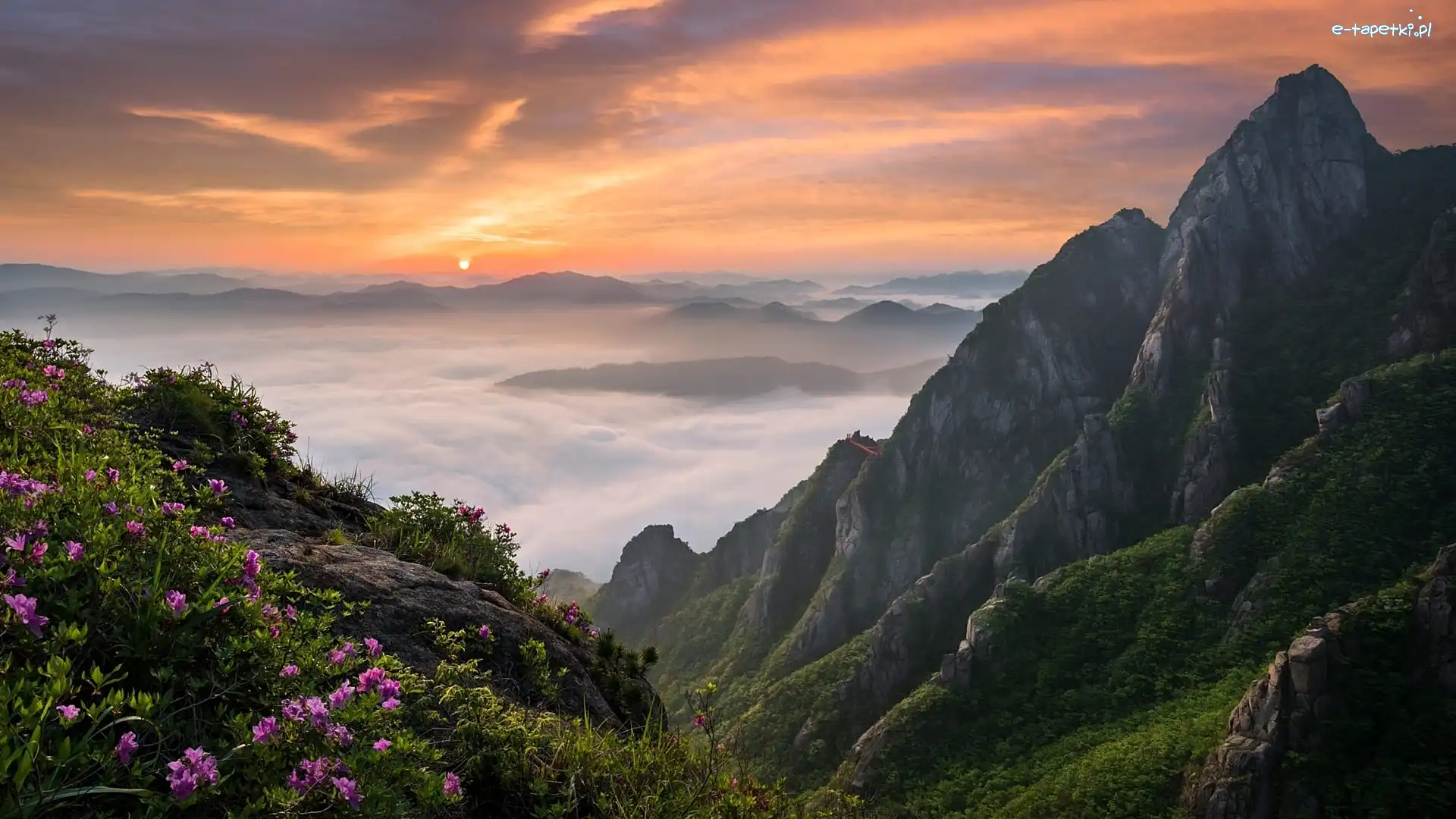 Wschód słońca, Prowincja Jeolla Południowa, Korea Południowa, Park Narodowy Wolchulsan, Góry Wolchulsan, Kwiaty, Mgła