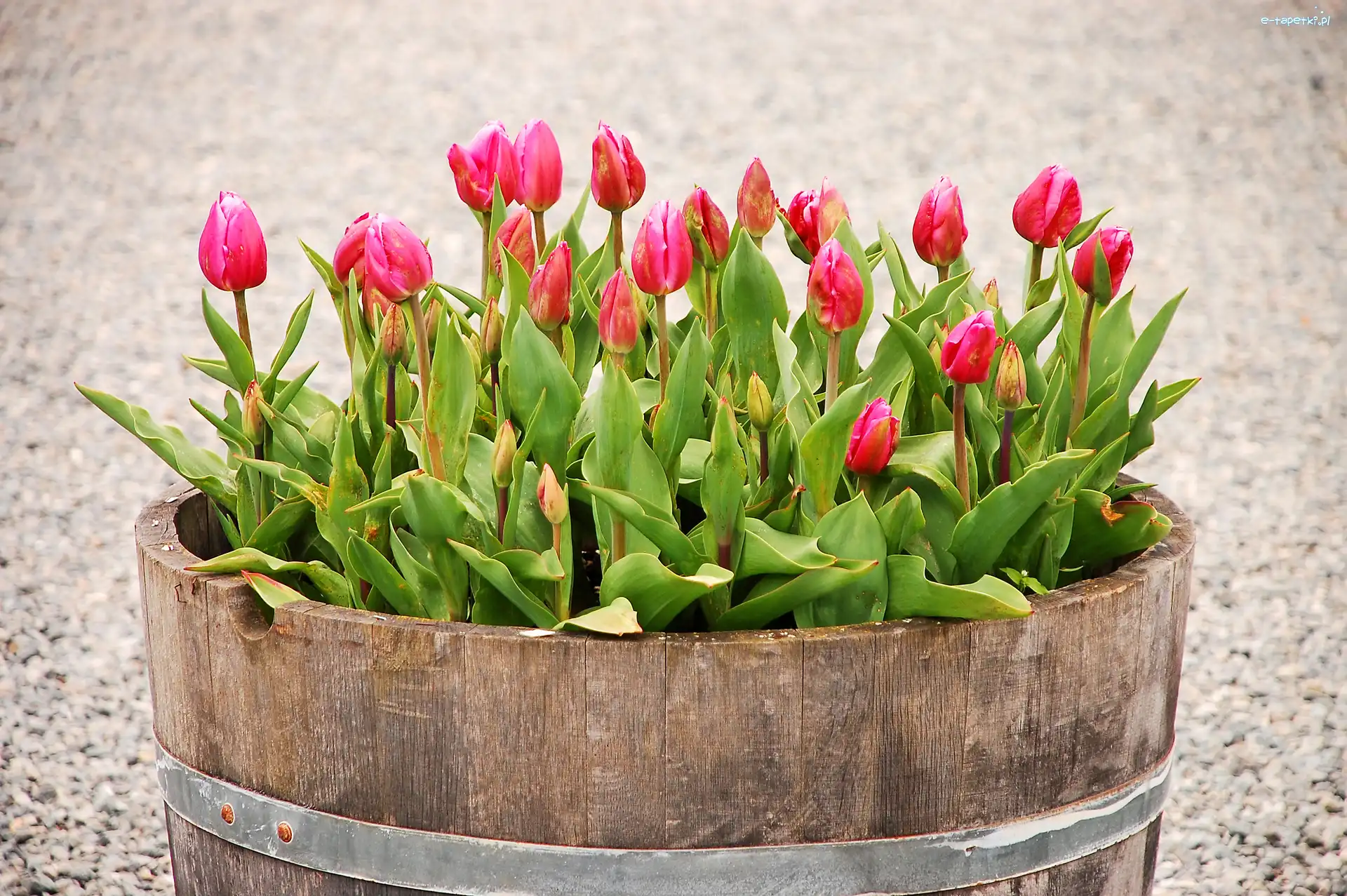 Donica, Drewniana, Tulipany