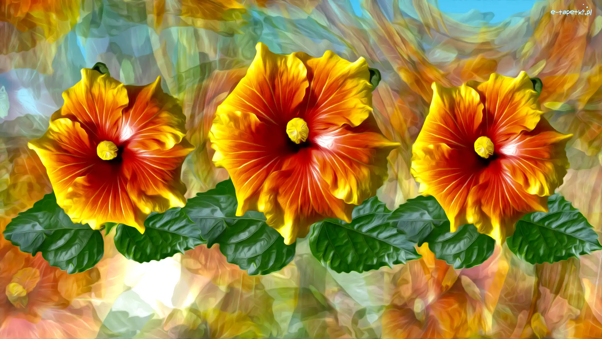 Grafika, Hibiskus, Kwiaty