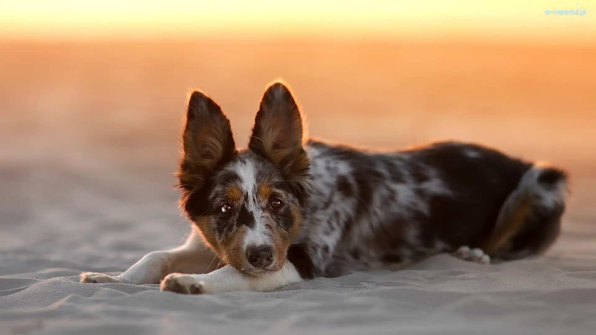 Border collie, Piasek, Plaża, Pies