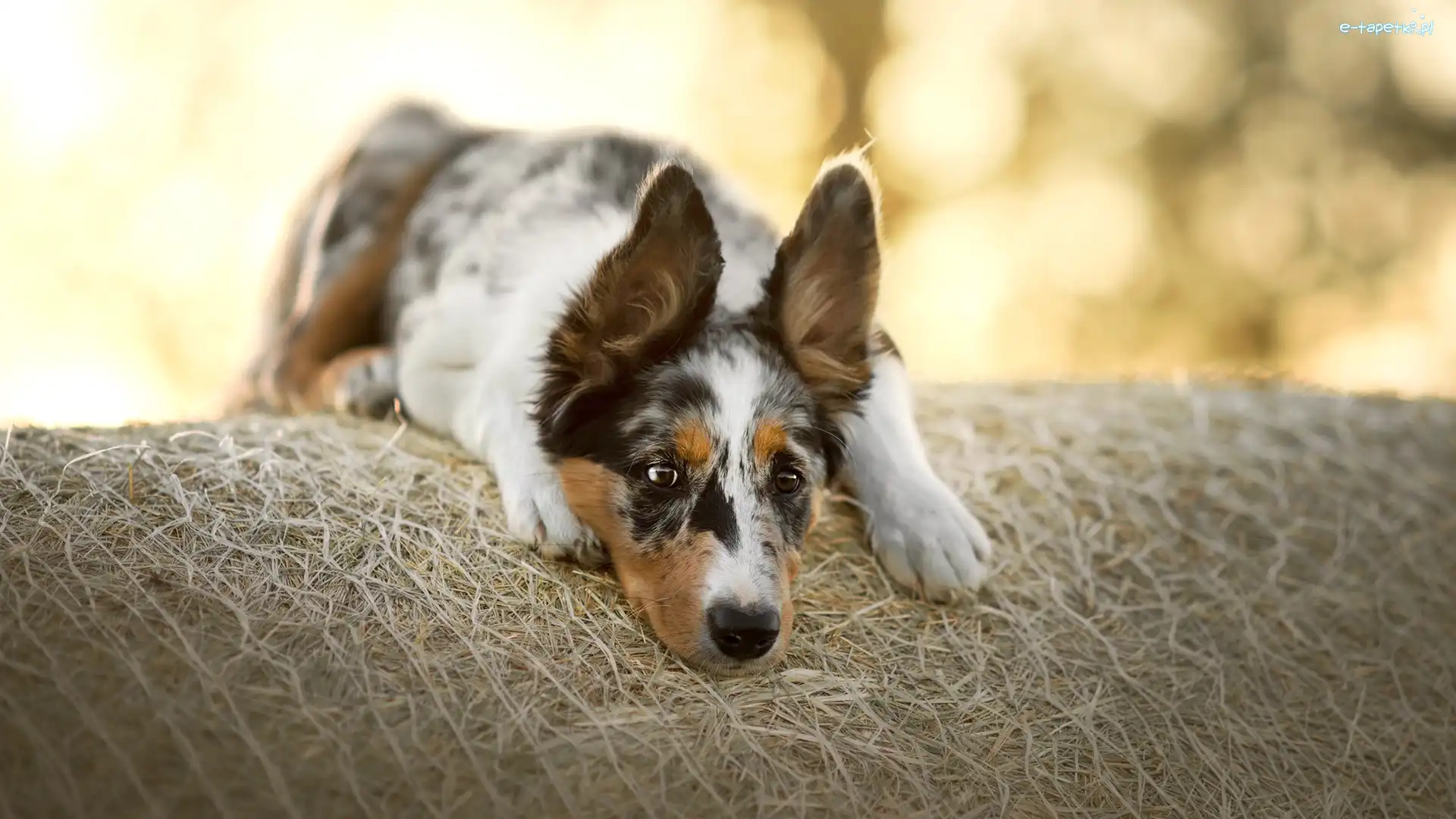 Border collie, Siano, Mordka, Pies