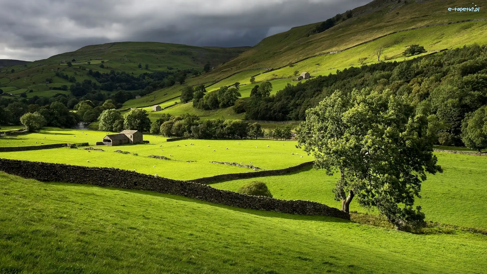 Murki, Park Narodowy Yorkshire Dales, Owce, Kamienne, Góry, Łąka, Drzewa, Dolina Swaledale, Anglia, Budynki